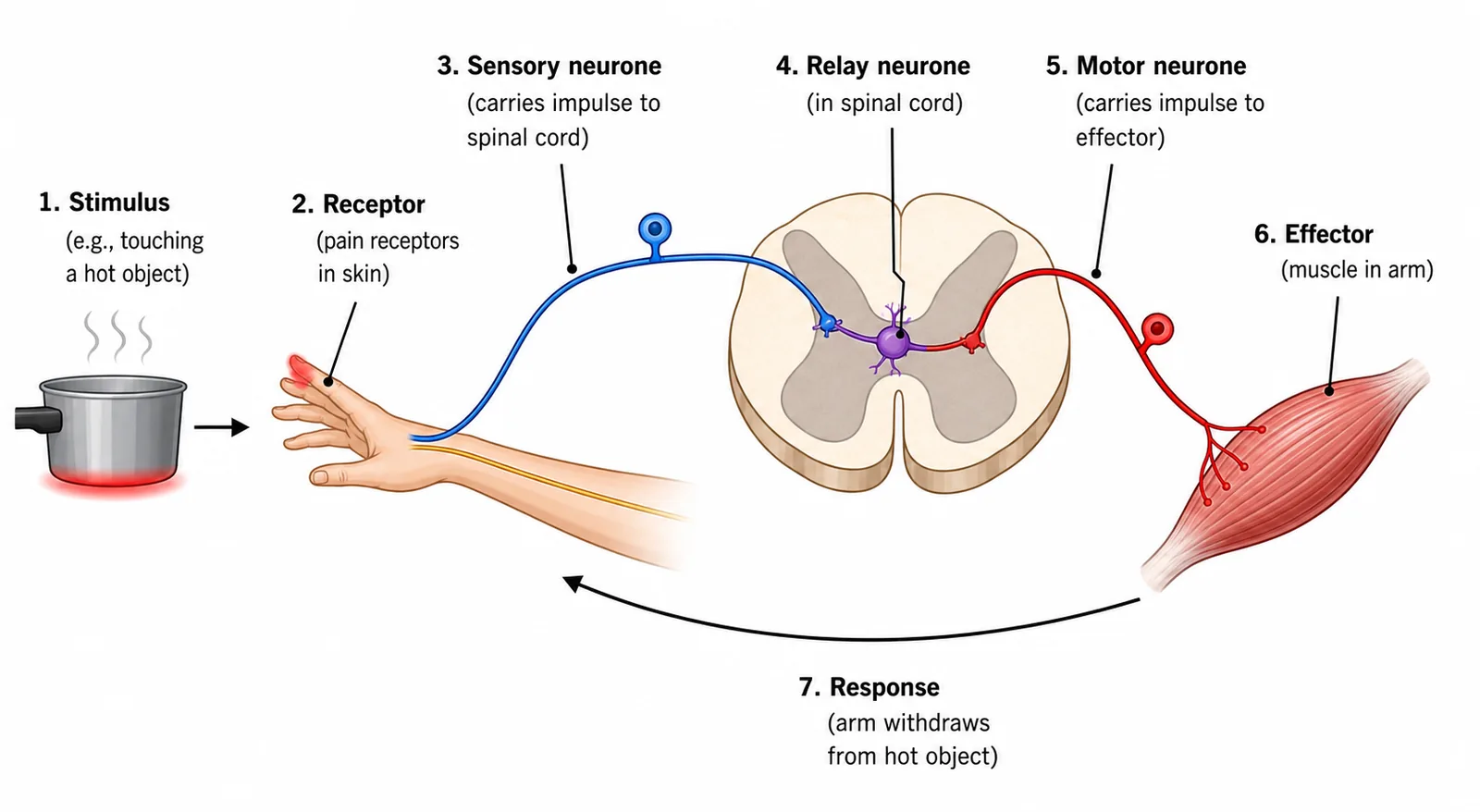 Reflex Arc