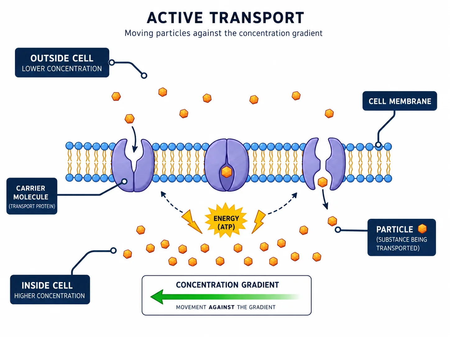 r046-active-transport