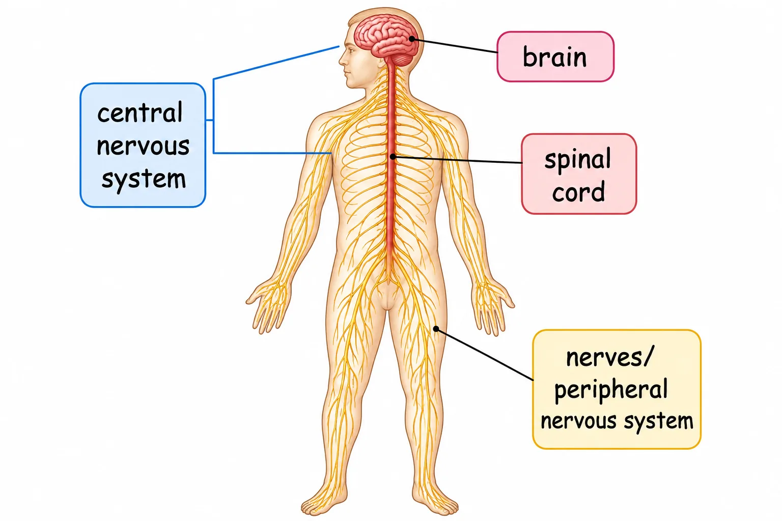 Central nervous system and peripheral nervous system
