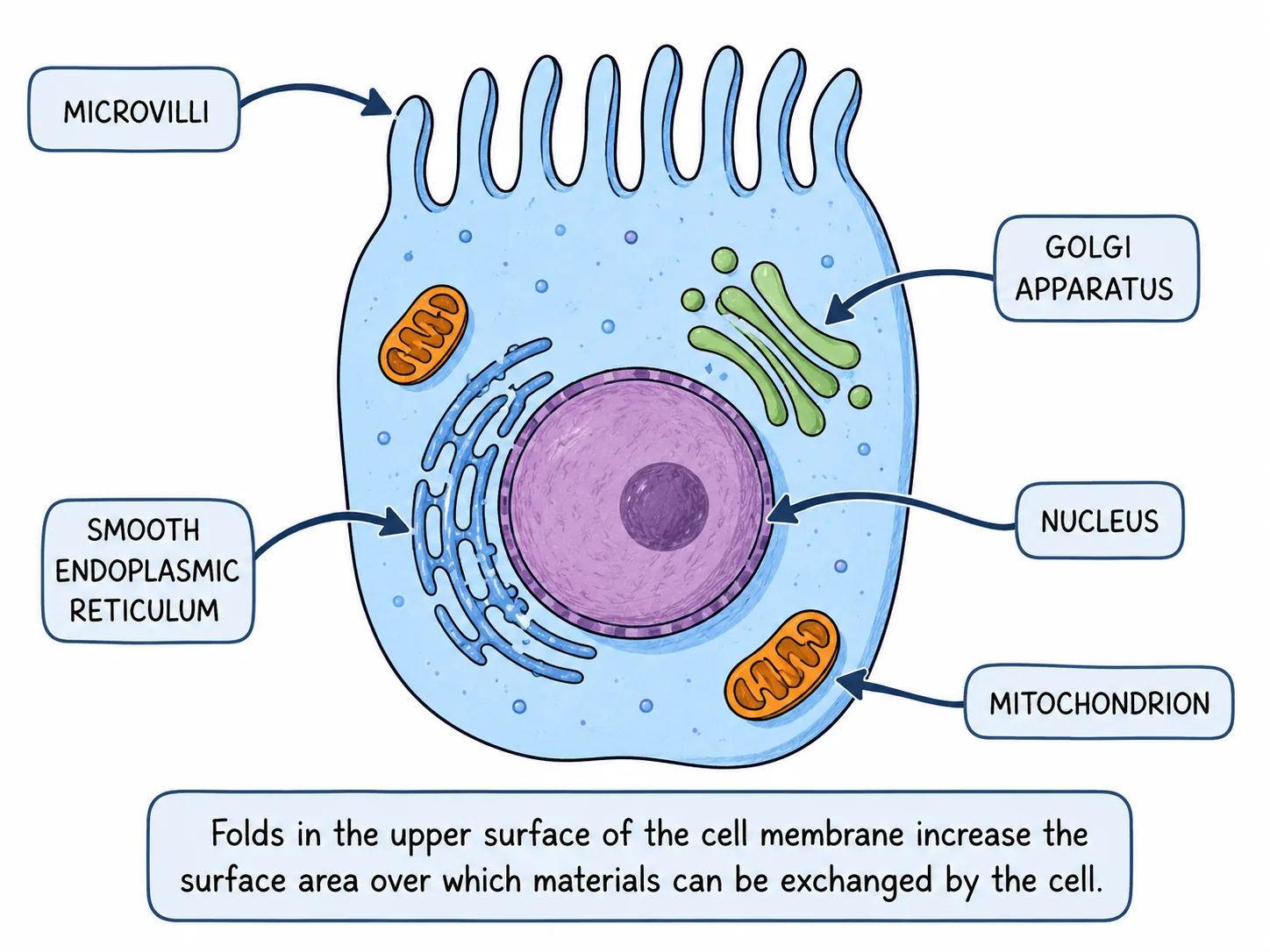 epithelial cell microvilli