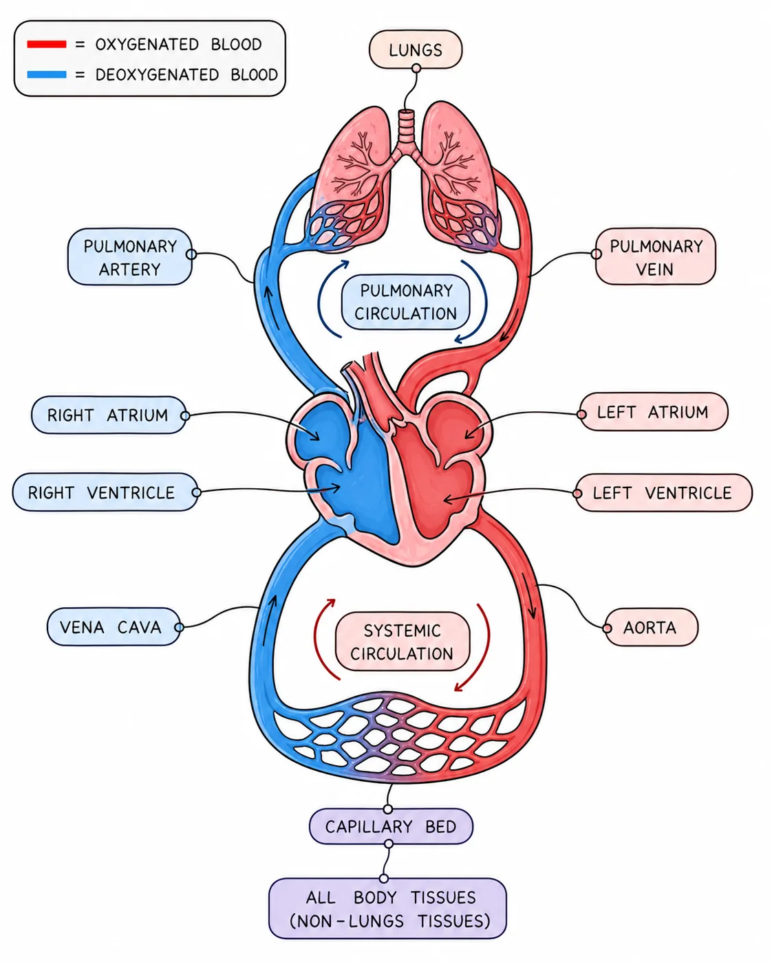 Double Circulation