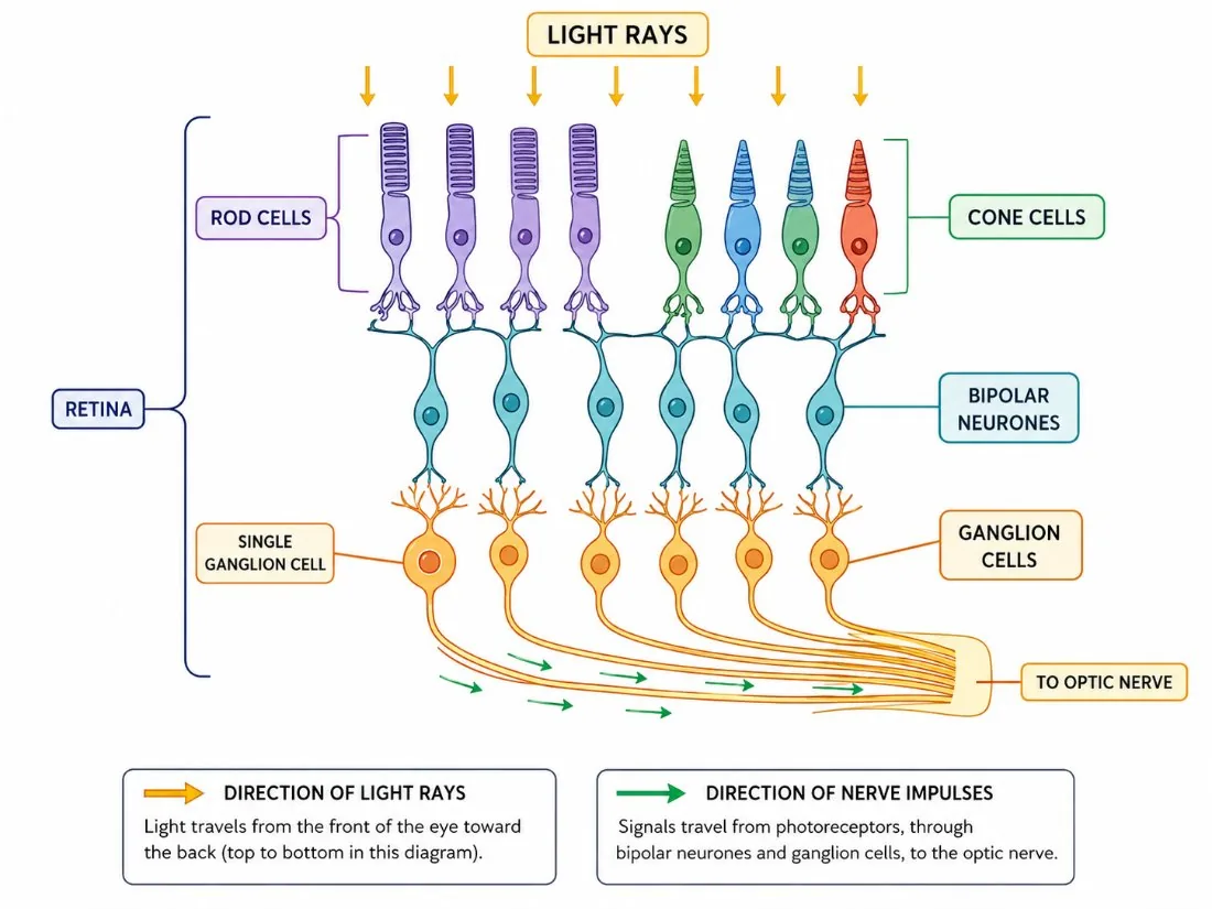 Retina Signal Pathway — Step-by-Step Simulation