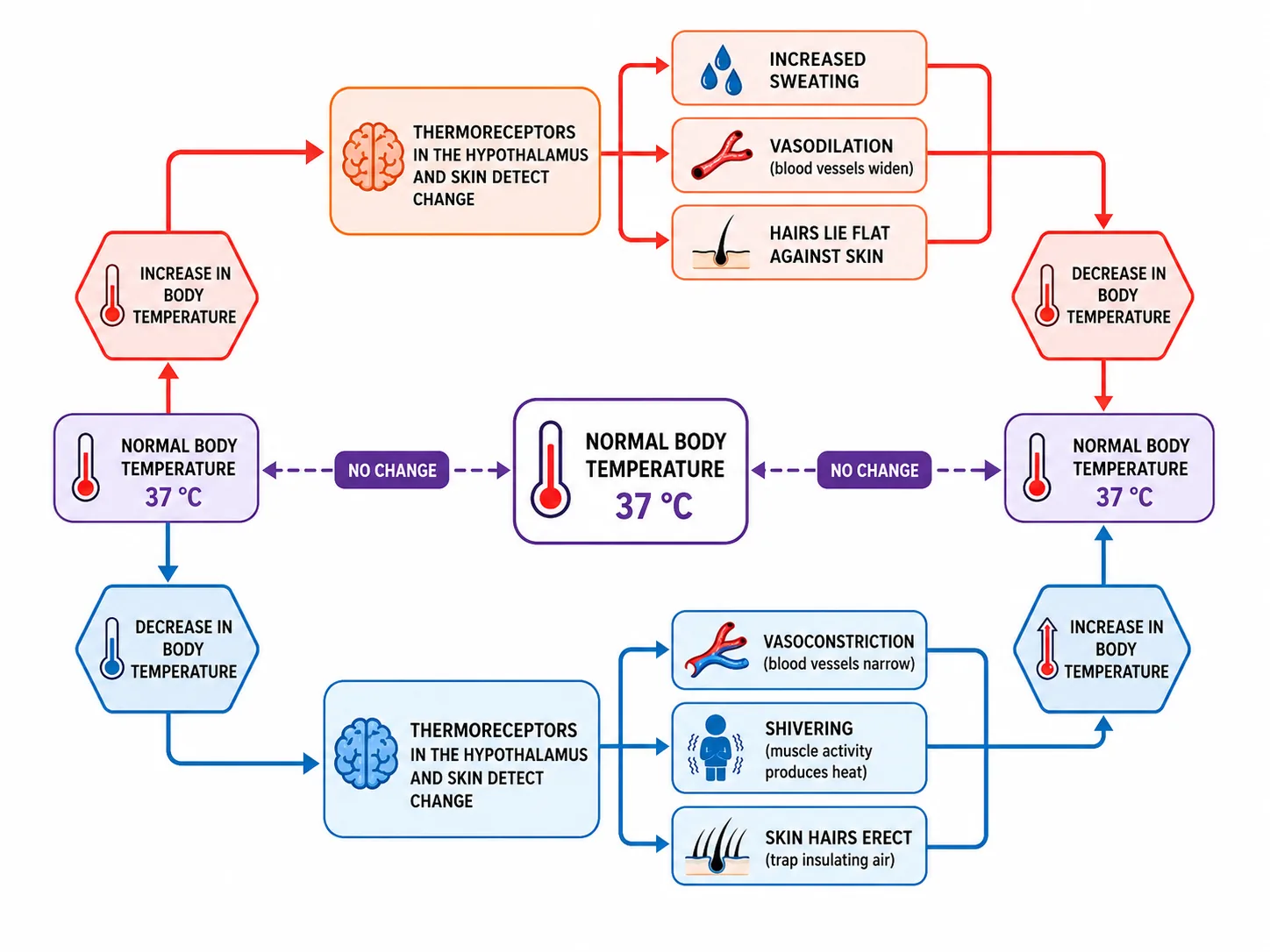 Temperature control by negative feedback