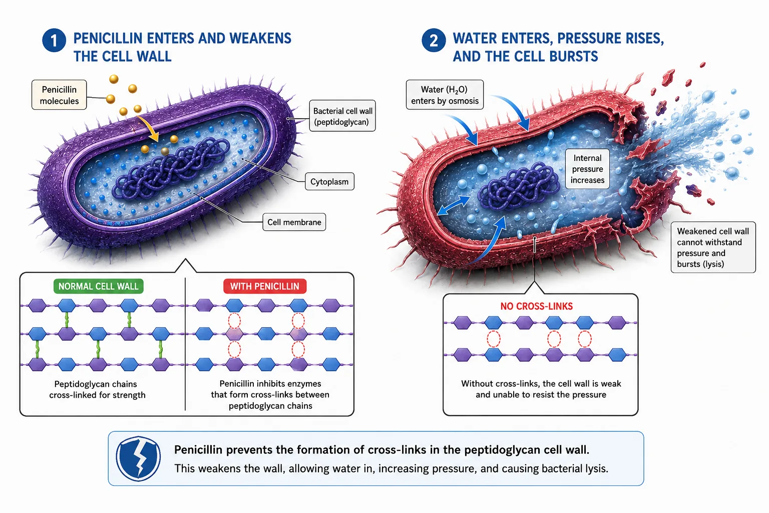 Penicillin and the Bacterial Cell Wall