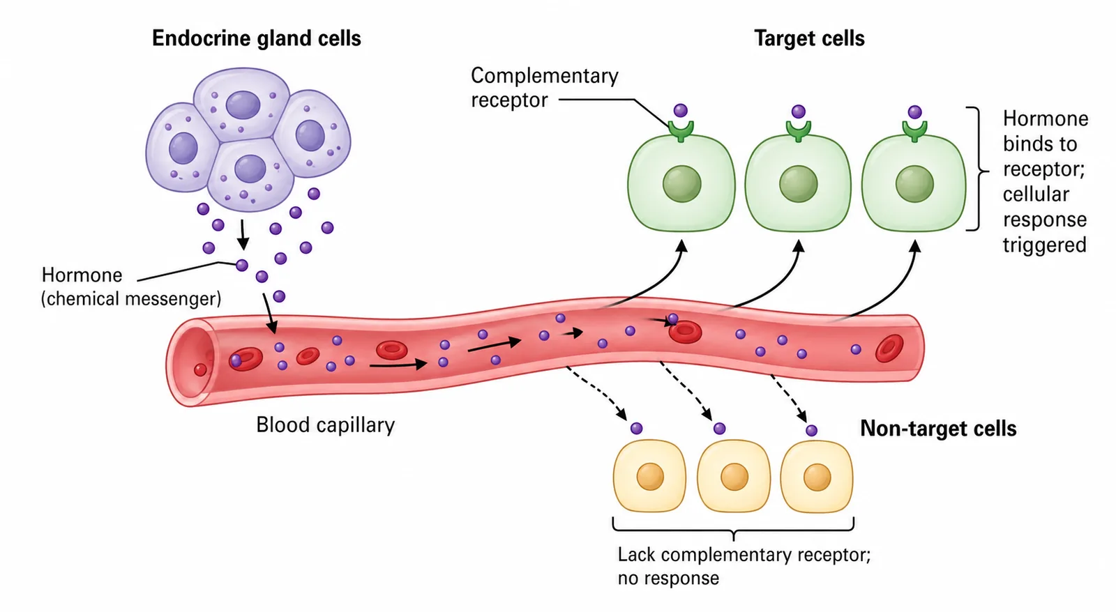Hormone released into blood acts only on target cells with receptors