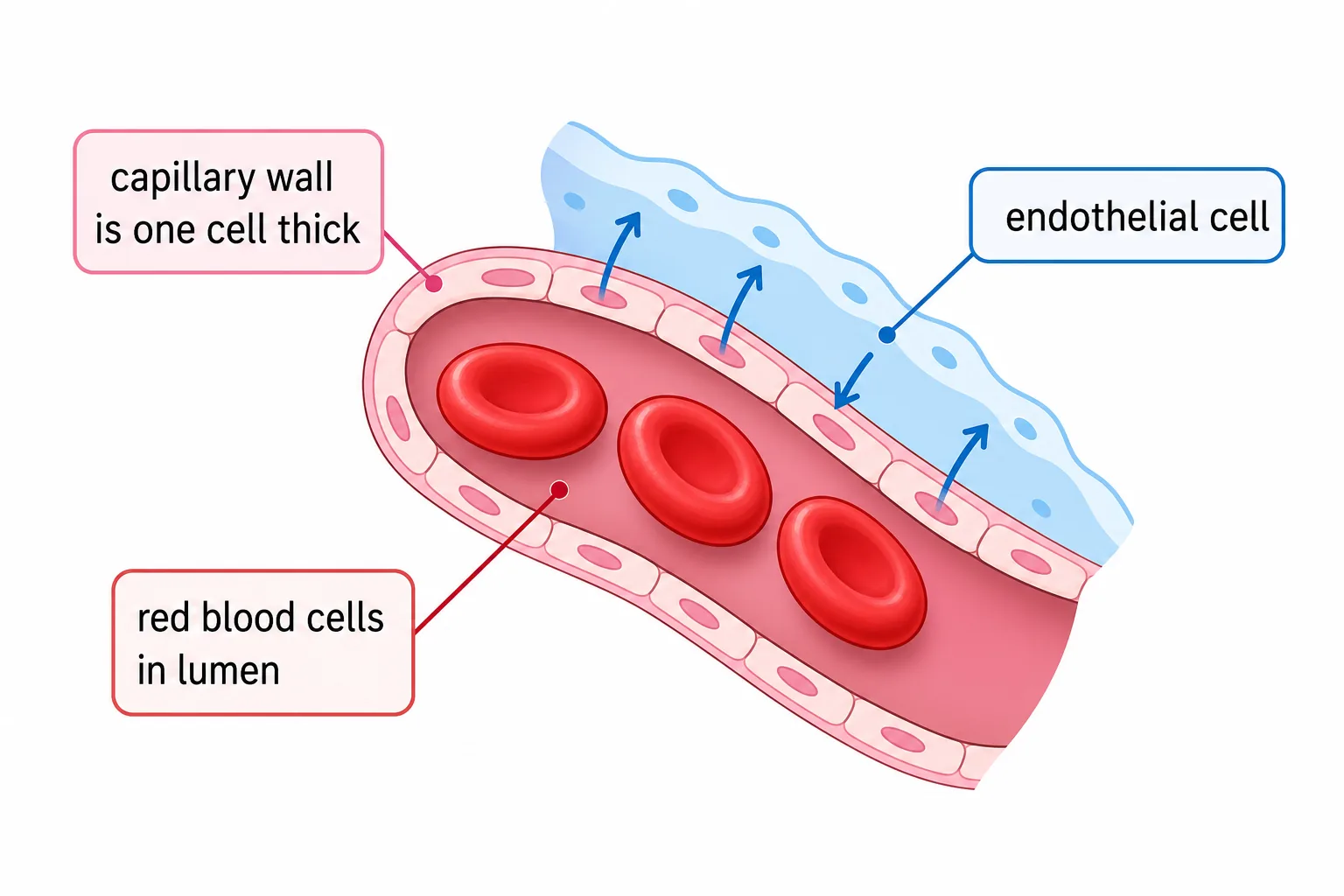 Capillary: wall one cell thick, red blood cells