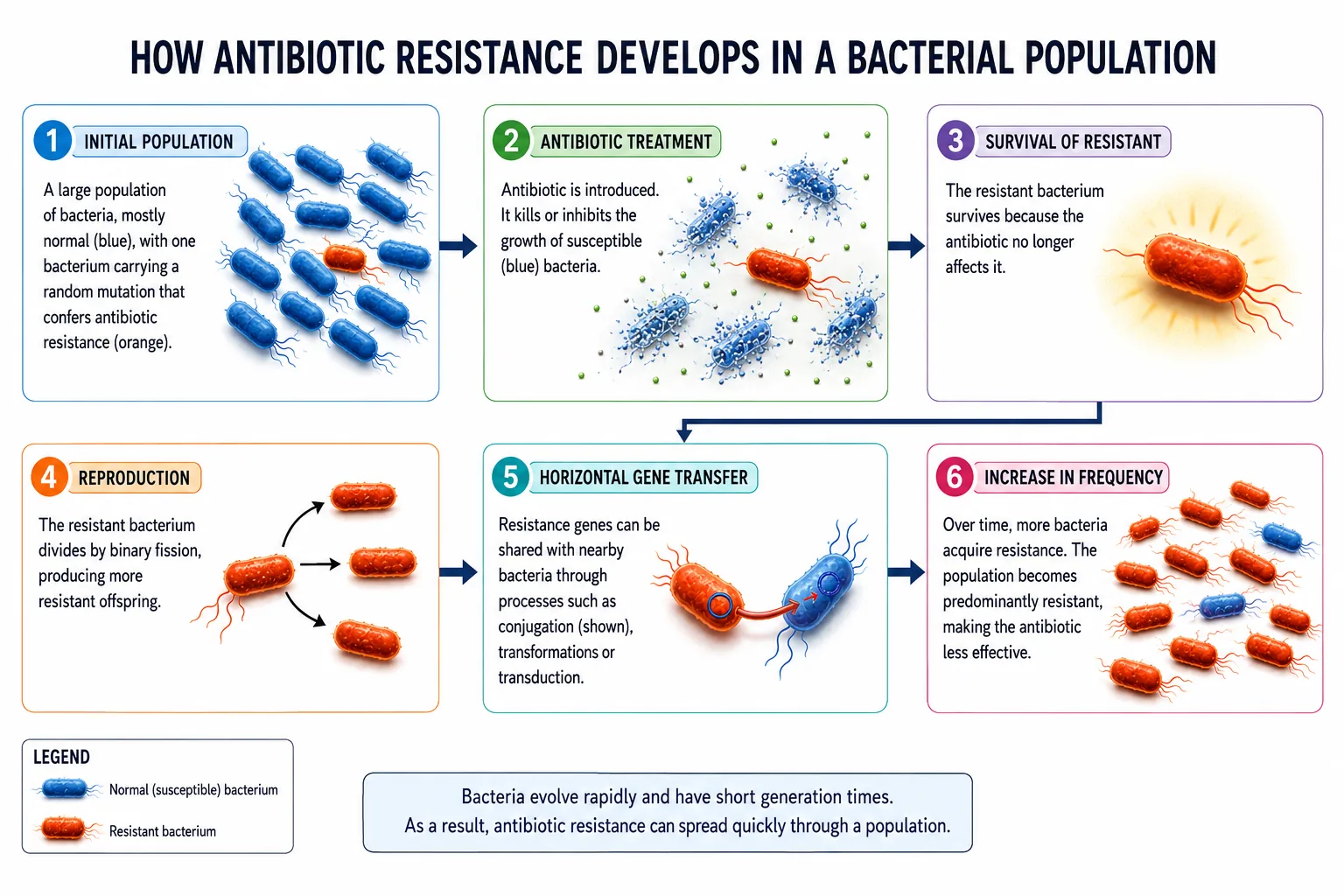 How Antibiotic Resistance Develops in a Bacterial Population
