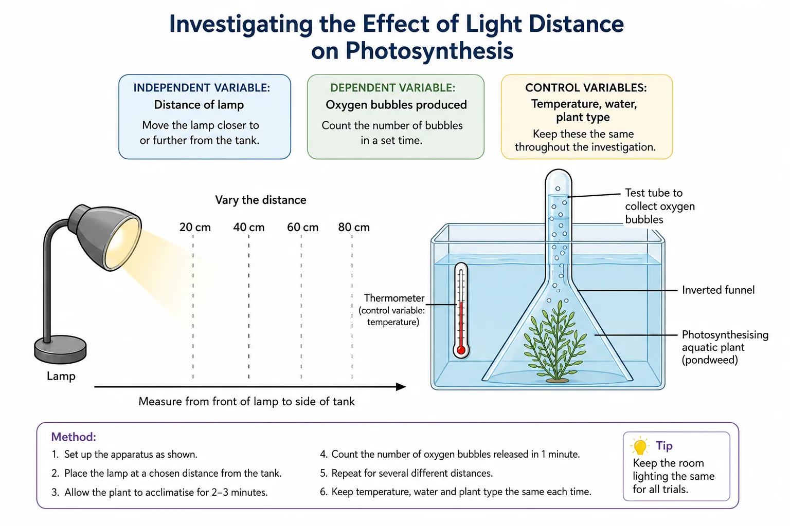 Investigating the effect of light distance on photosynthesis