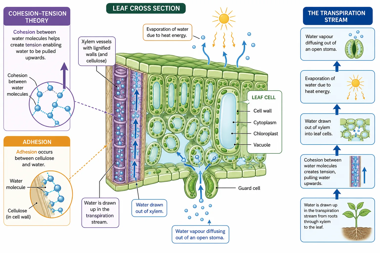The Transpiration Stream