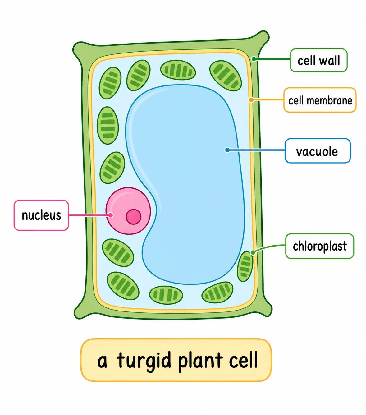 a turgid plant cell