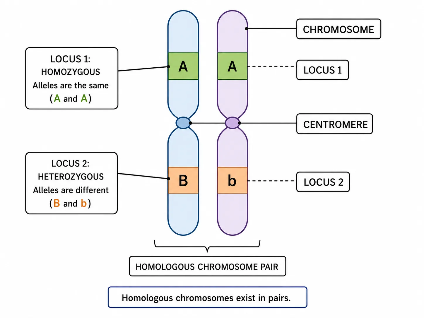 Homologous Chromosome Pair — Step-by-Step Mechanism