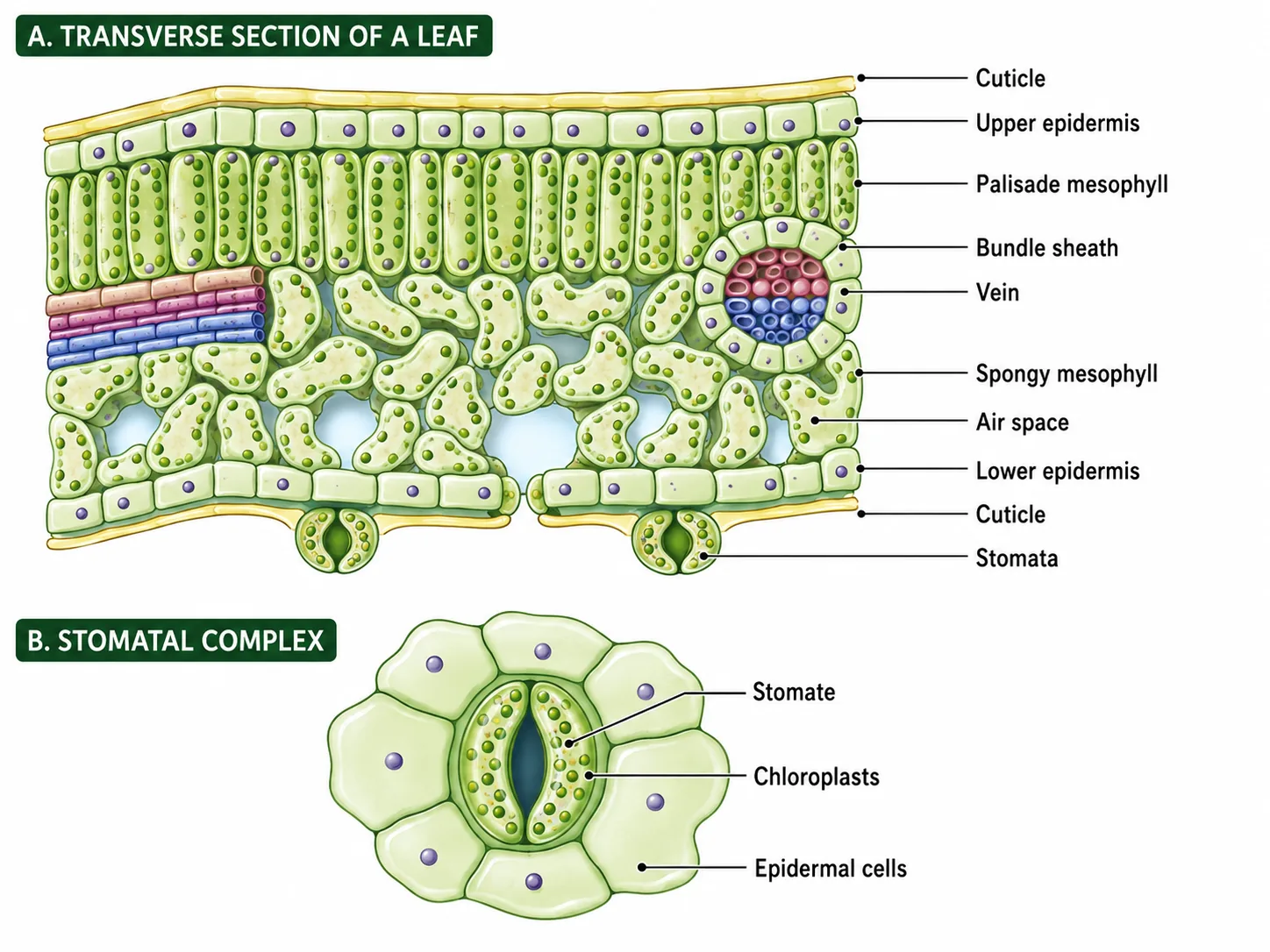 leaf cross section and stomatal complex