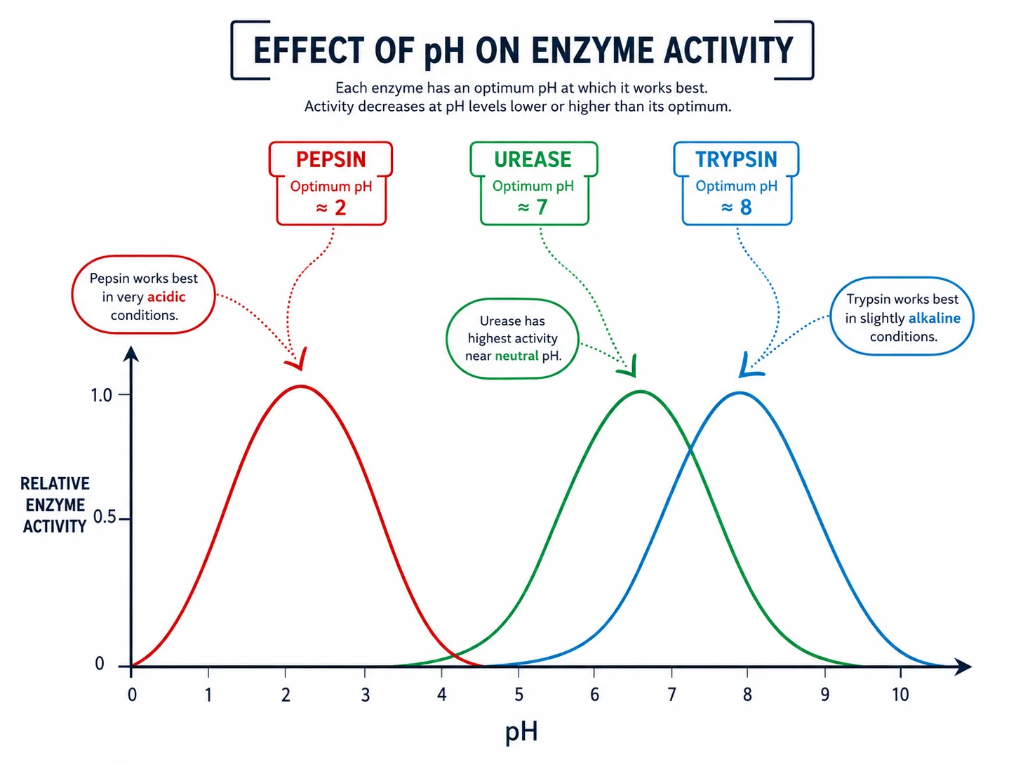 r047-effect-of-ph-on-enzyme-activity