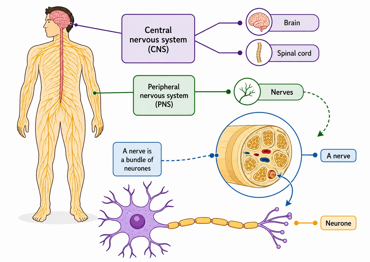 Nervous System