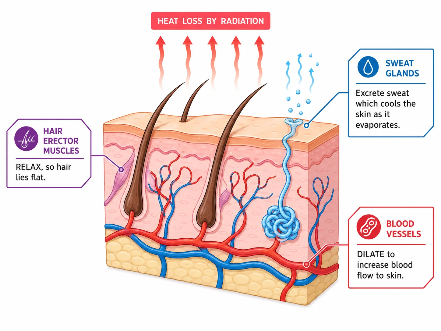 Heat loss by radiation: sweating and vasodilation