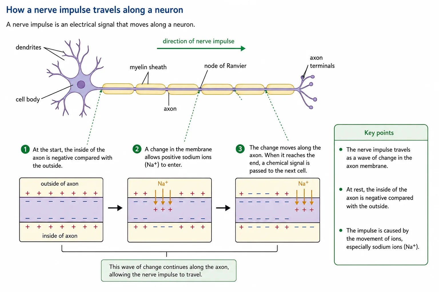 How a nerve impulse travels along a neuron