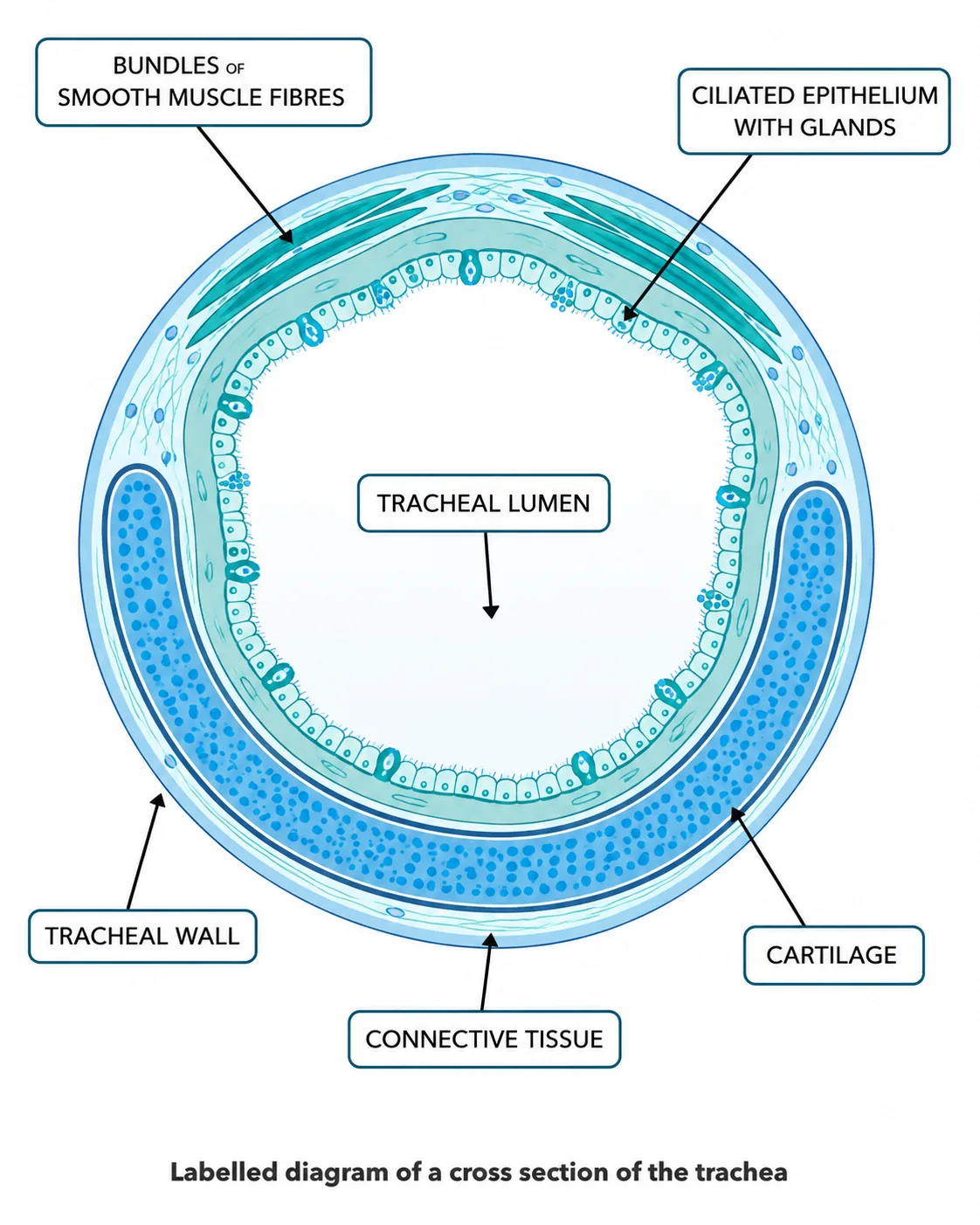 Cross Section of the Trachea