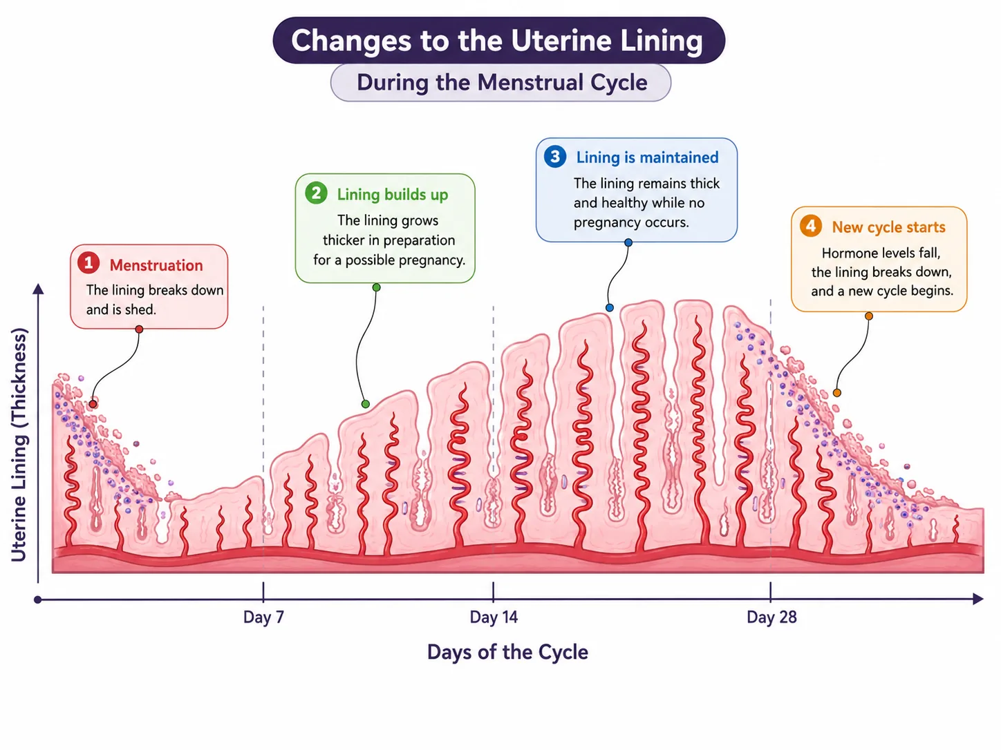 Changes to the uterine lining during the menstrual cycle