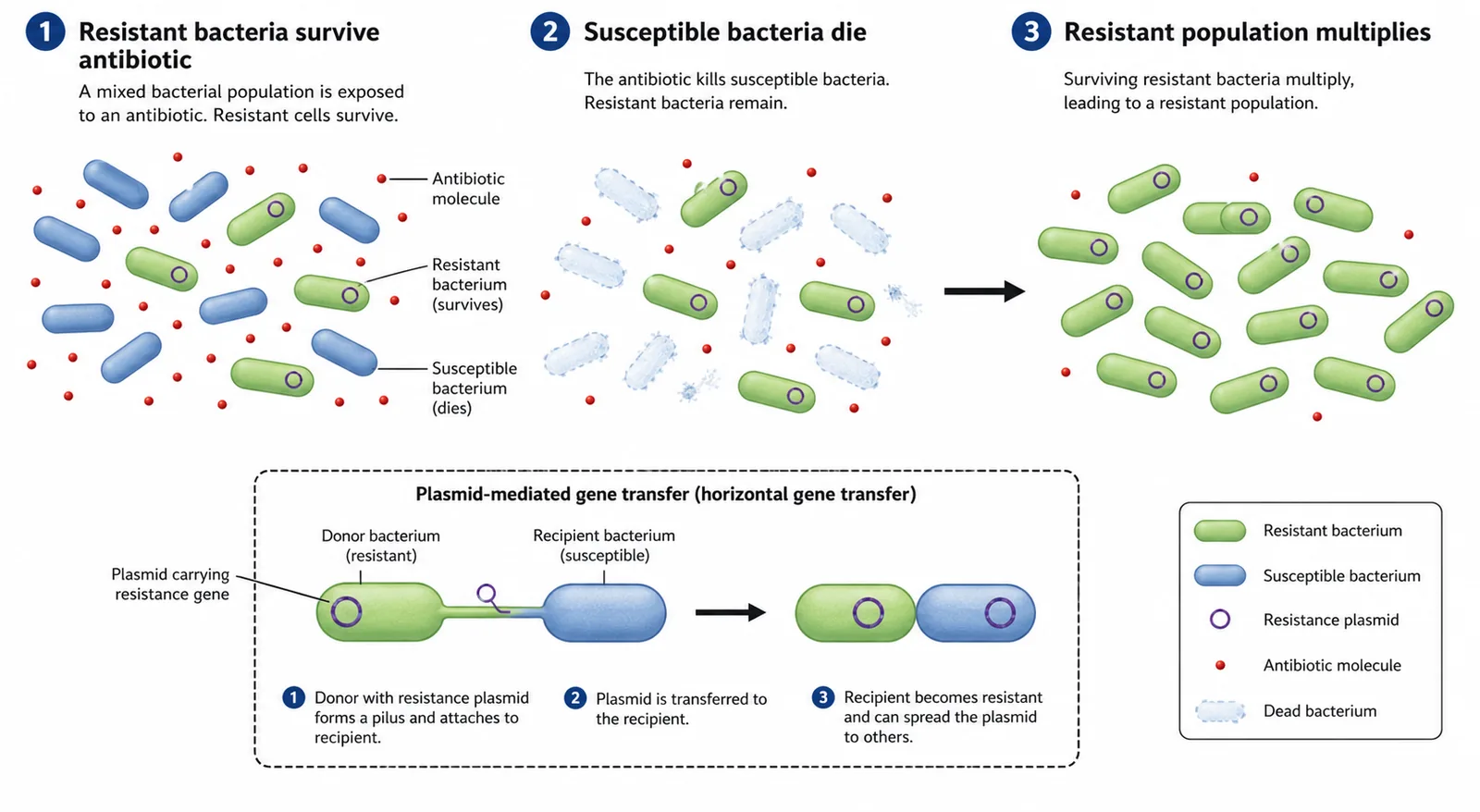 Antibiotic resistance: resistant bacteria survive and multiply