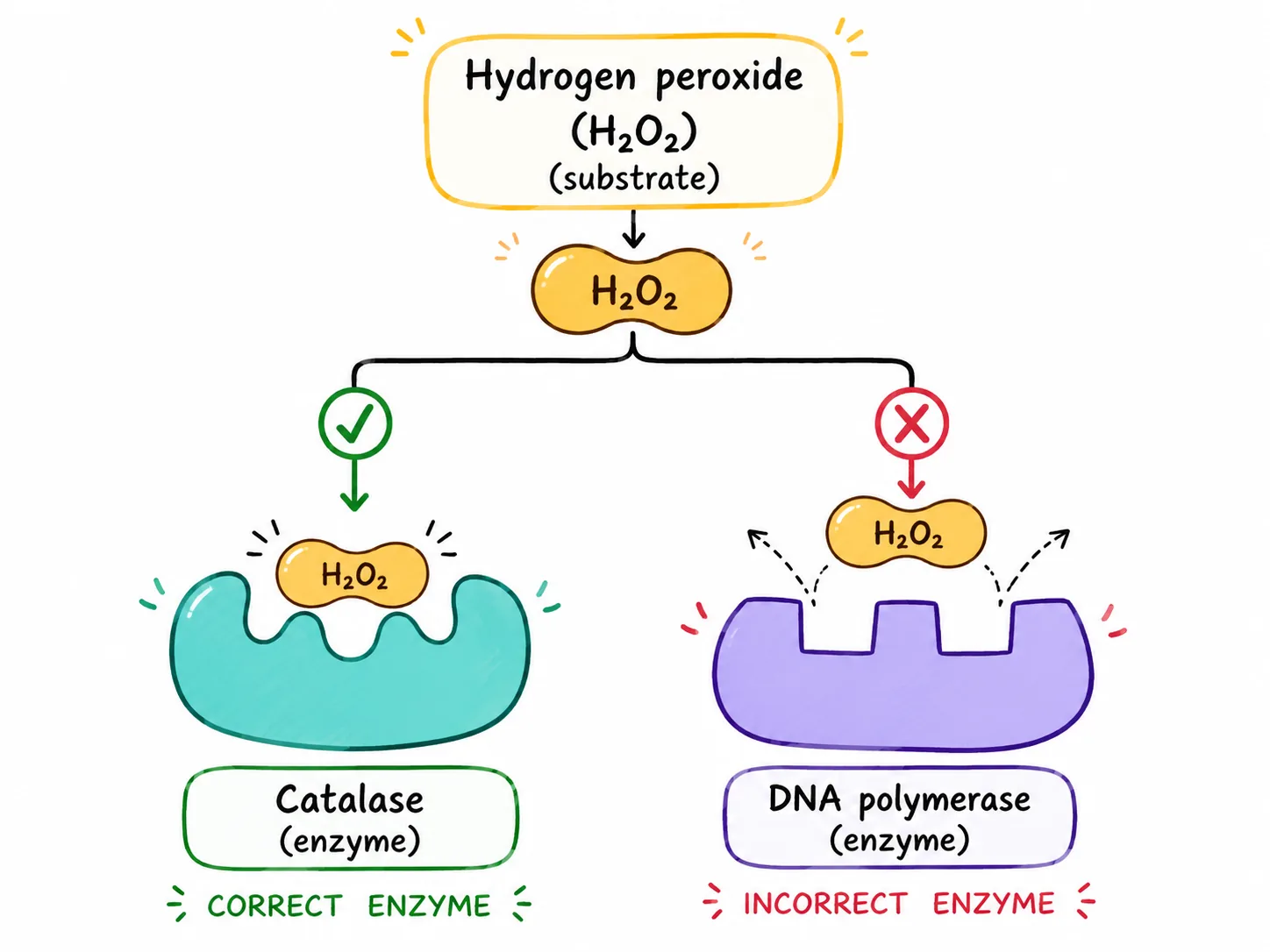 Enzyme specificity and the lock-and-key model