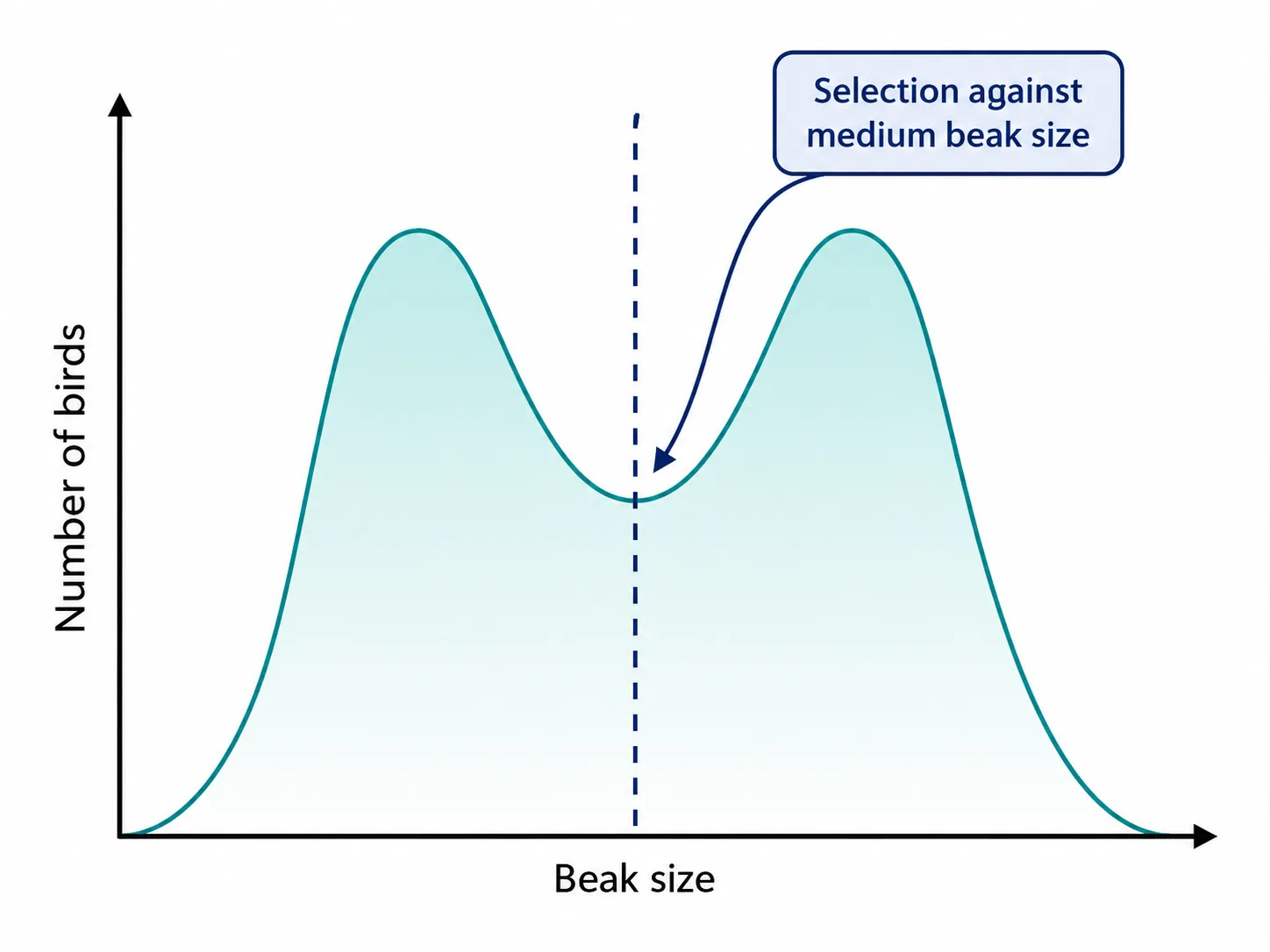 Disruptive selection on beak size in birds