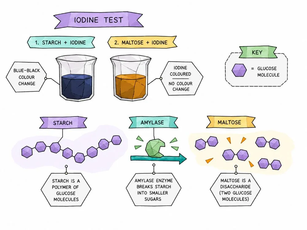 Iodine Test Results