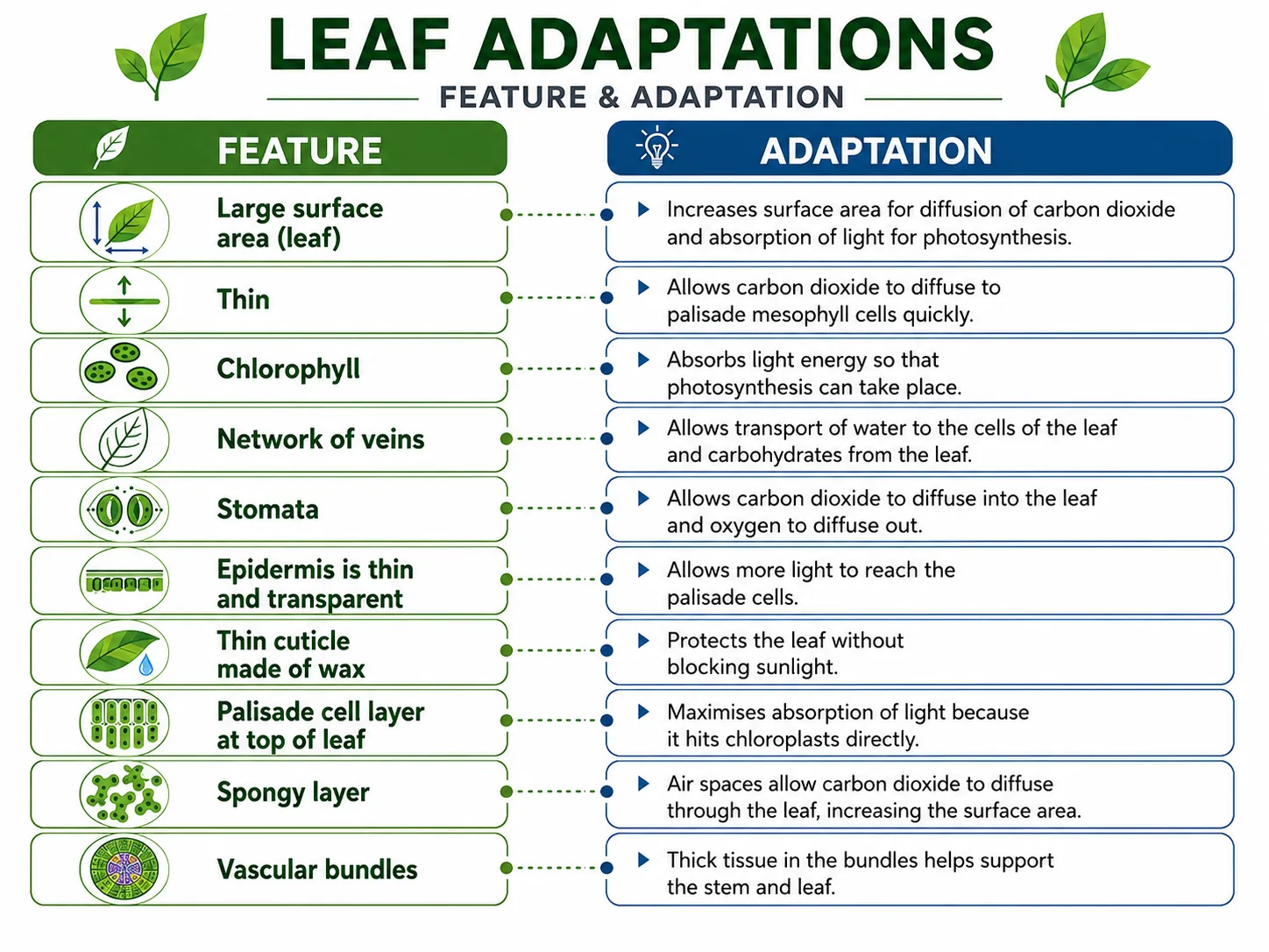 Leaf adaptations