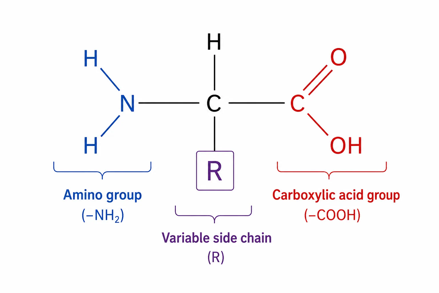 Amino acid general structure