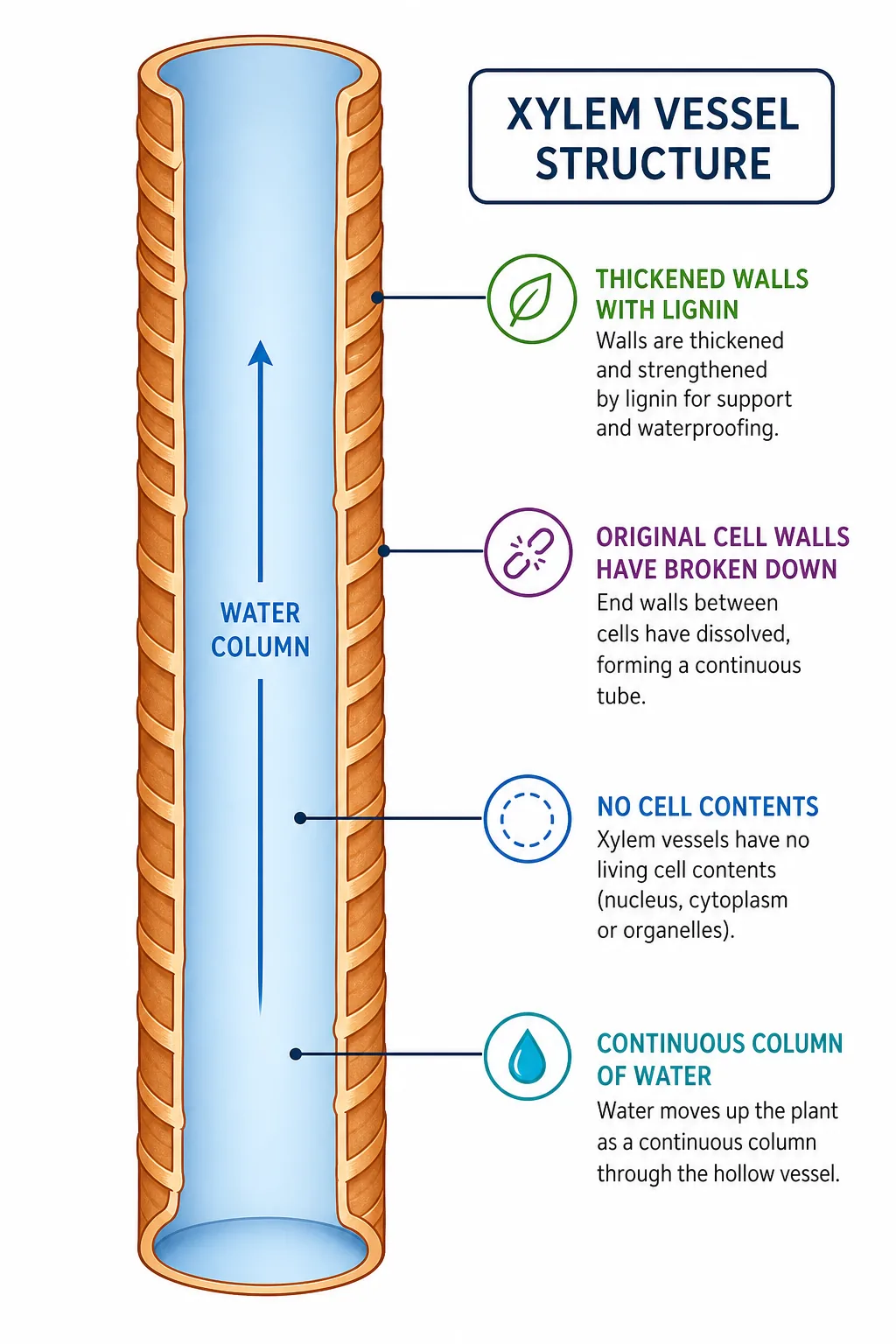 Xylem vessel structure