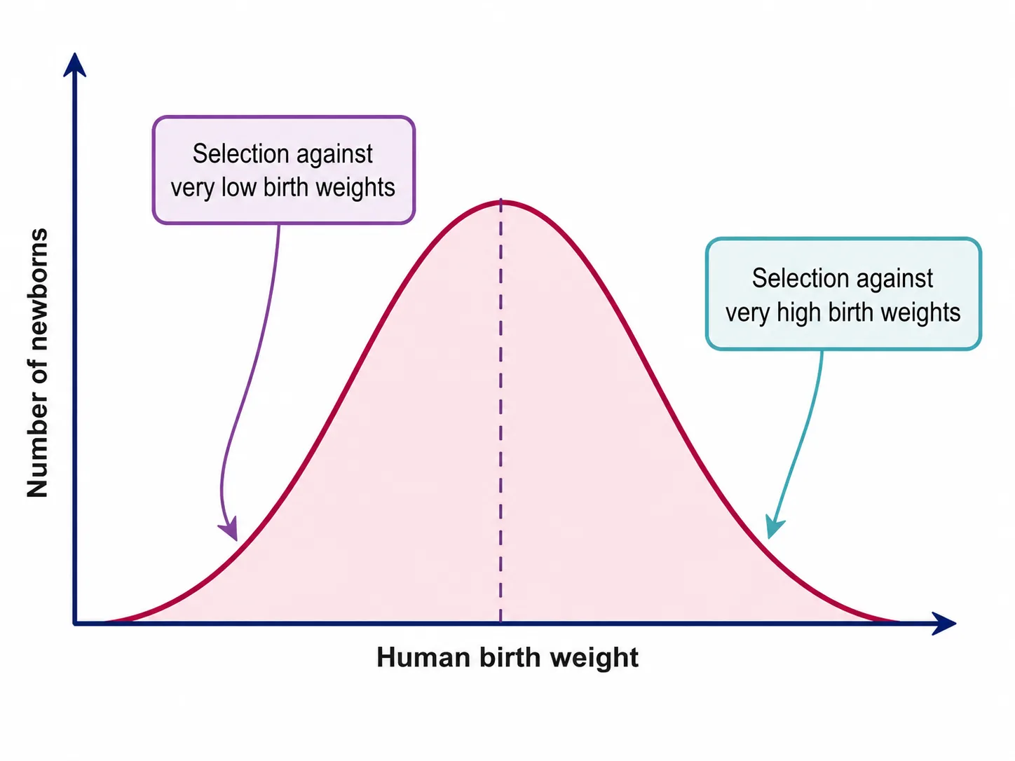 Stabilizing selection on human birth weight