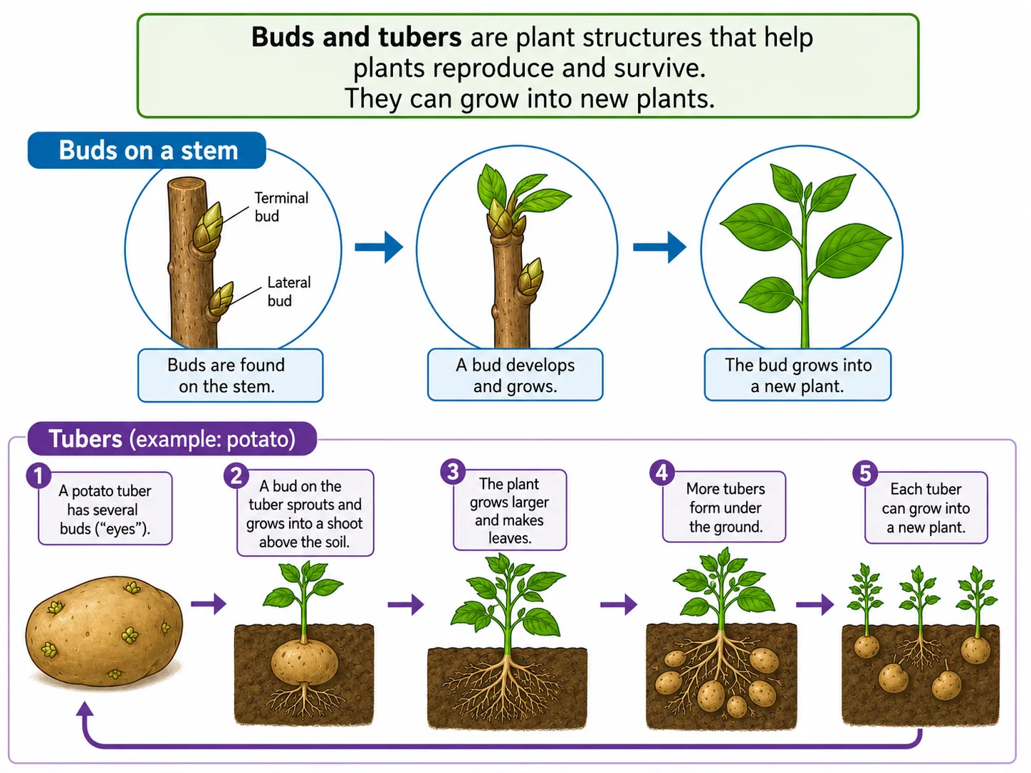 Asexual reproduction in plants: buds and tubers