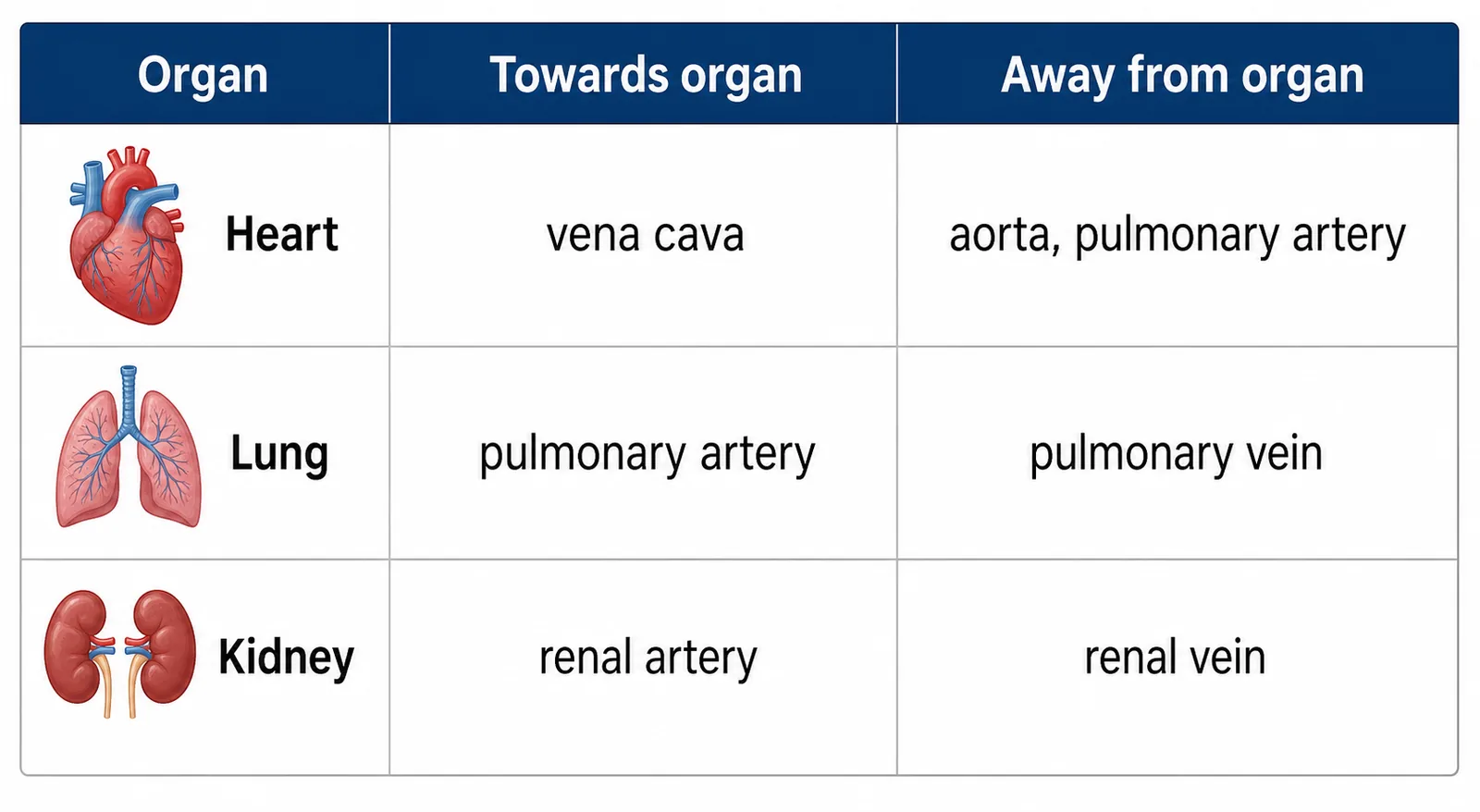 Blood vessels to and from heart, lung, kidney