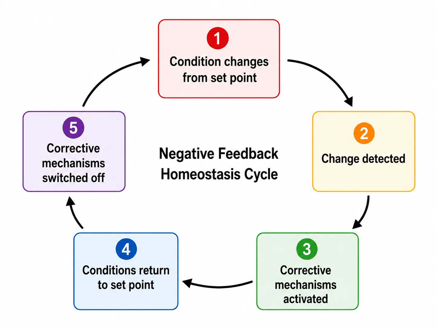 Negative Feedback Homeostasis Cycle — Animated