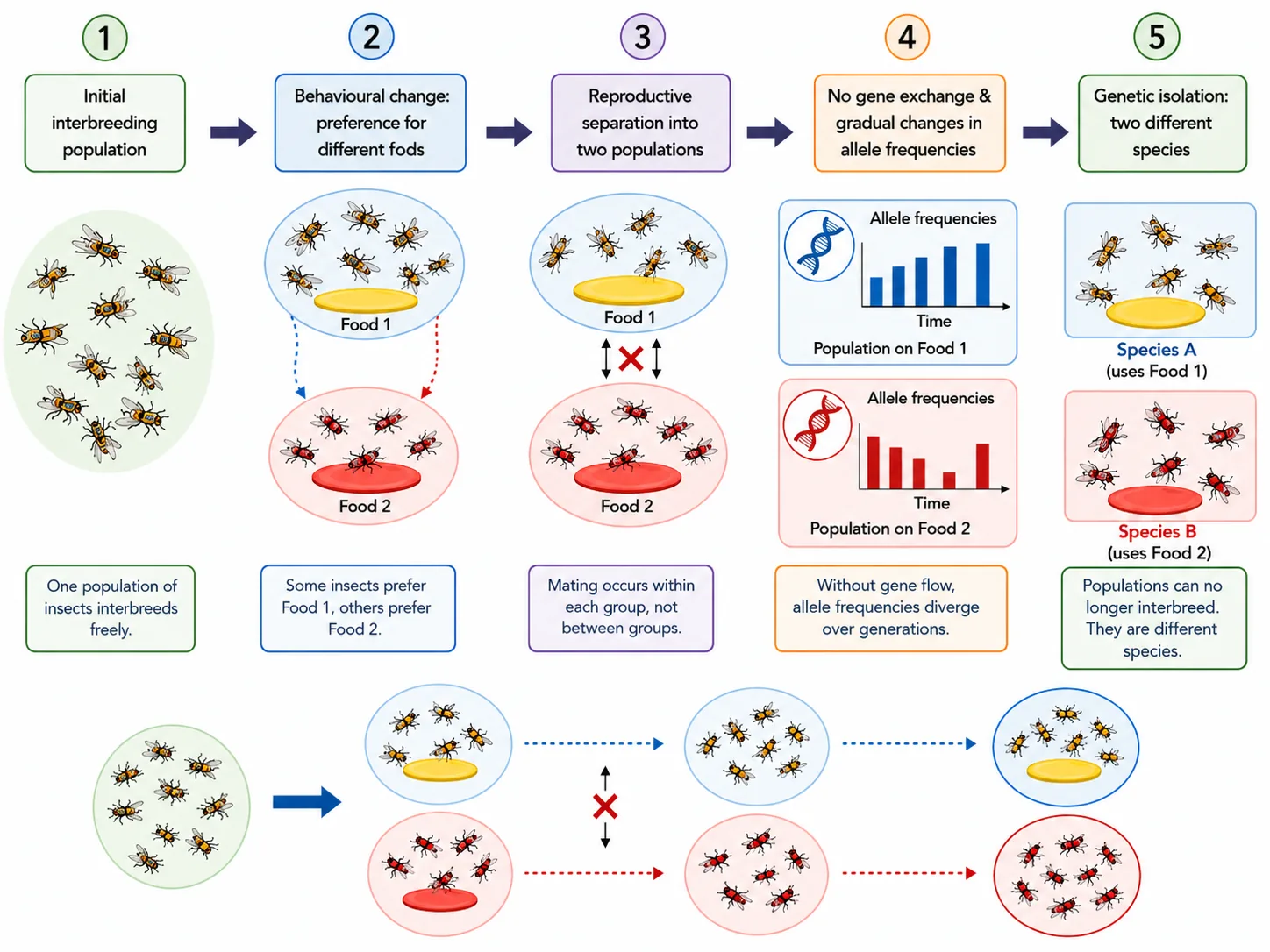 Five-stage speciation by behavioural change from food preference in insects