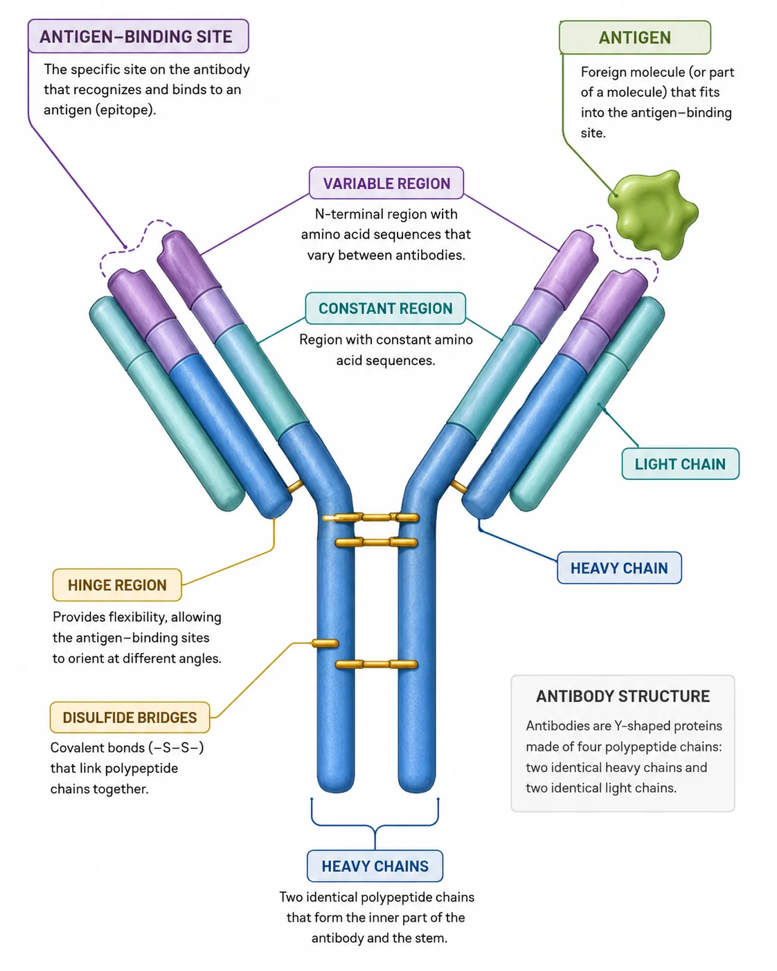 Labelled structure of an antibody binding an antigen