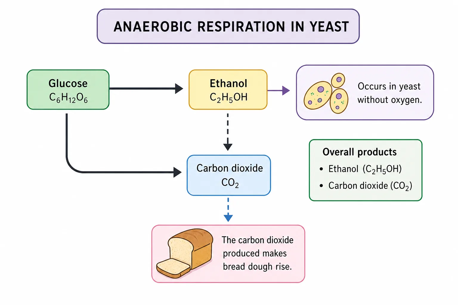 Anaerobic Respiration in Yeast — products