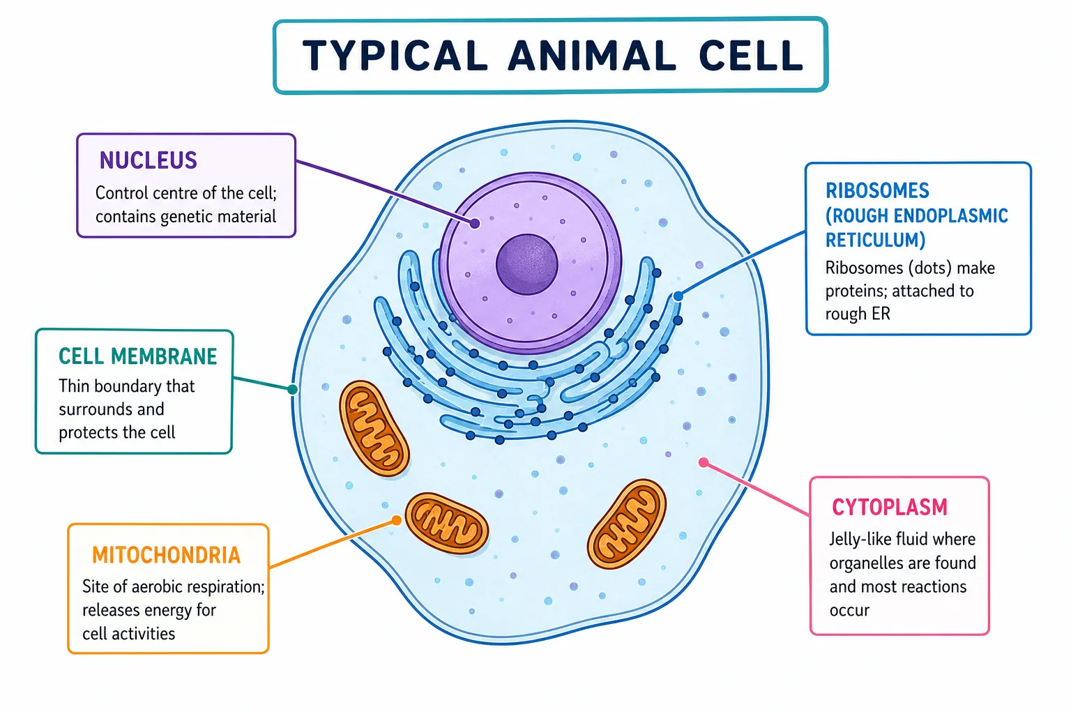 Typical Animal Cell