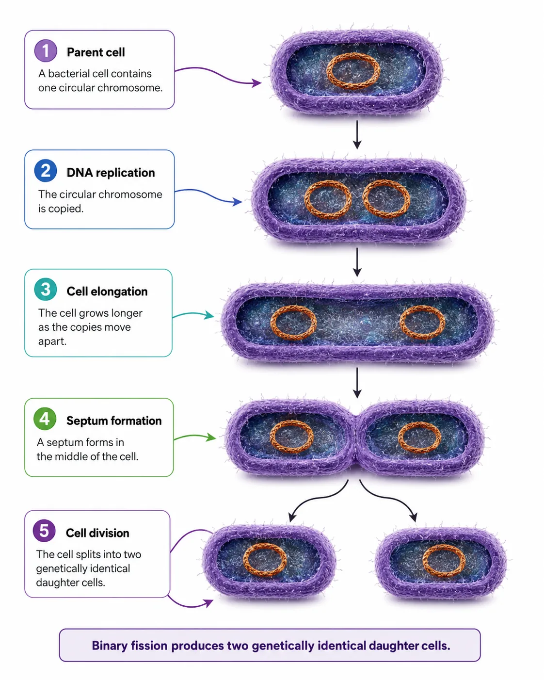 Binary fission in bacteria (steps)