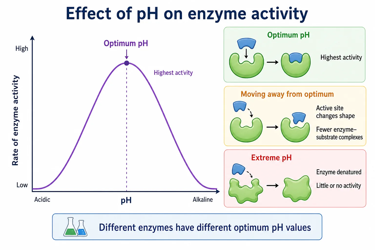 Effect of pH on enzyme activity