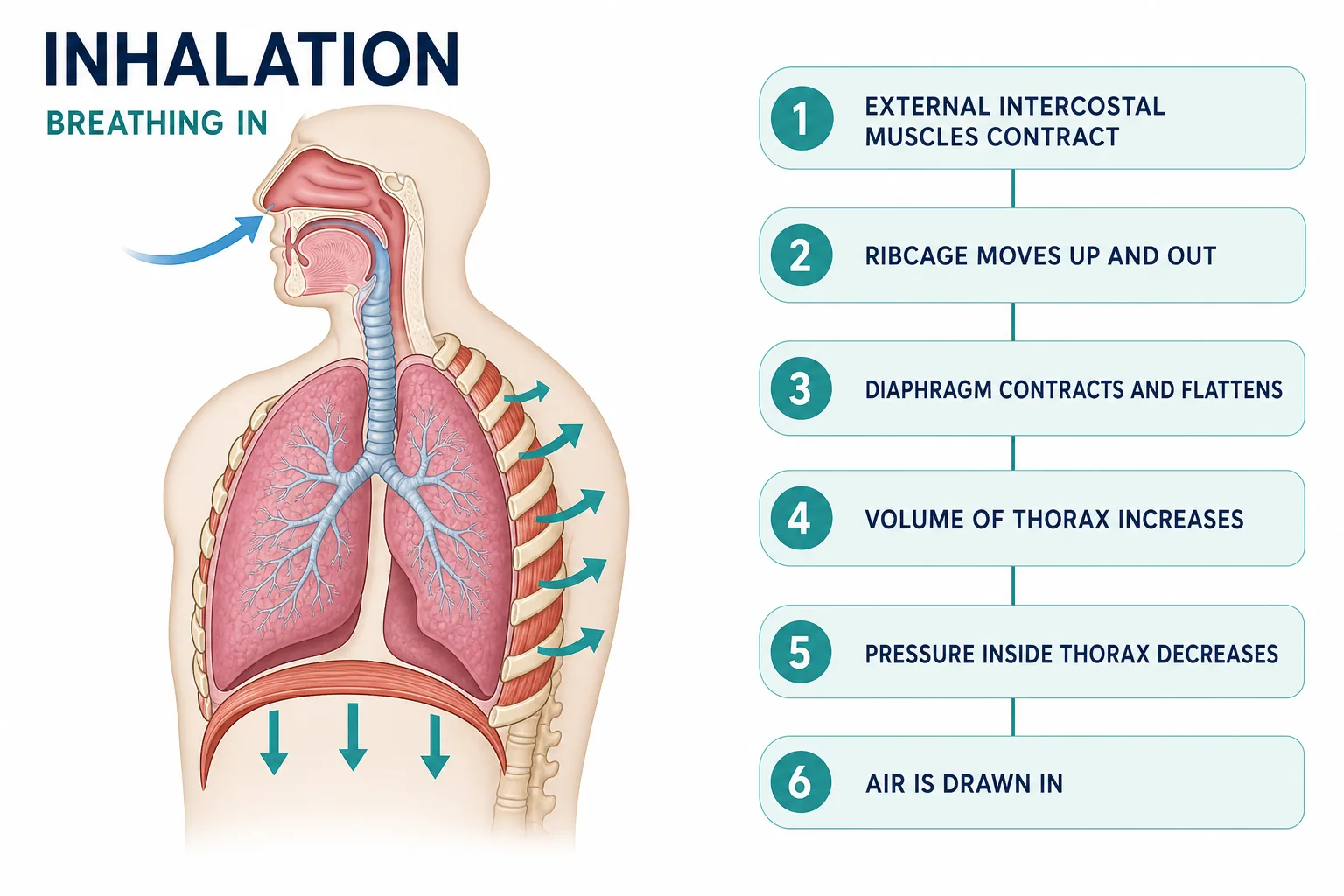 Inhalation