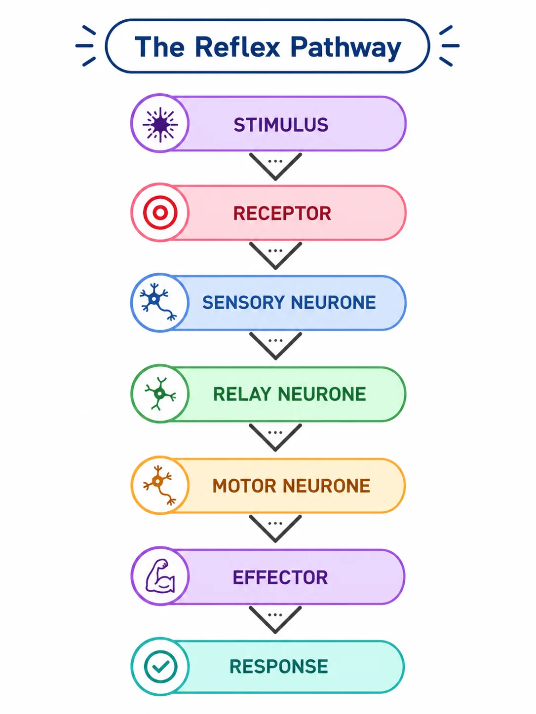 The Reflex Pathway