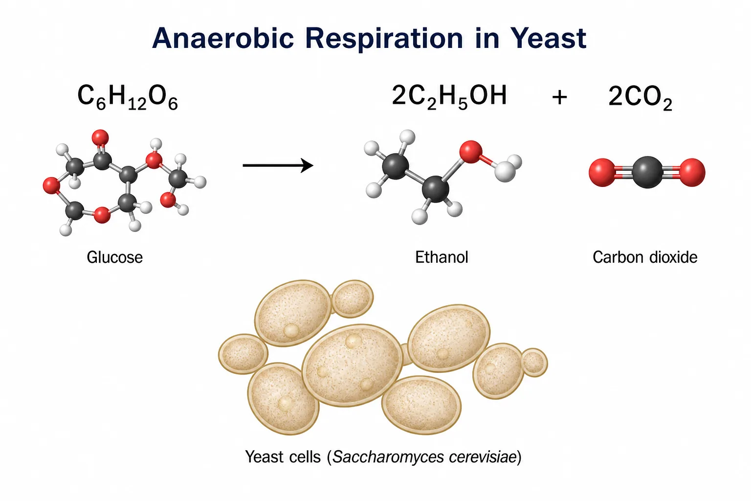 Anaerobic respiration in yeast equation