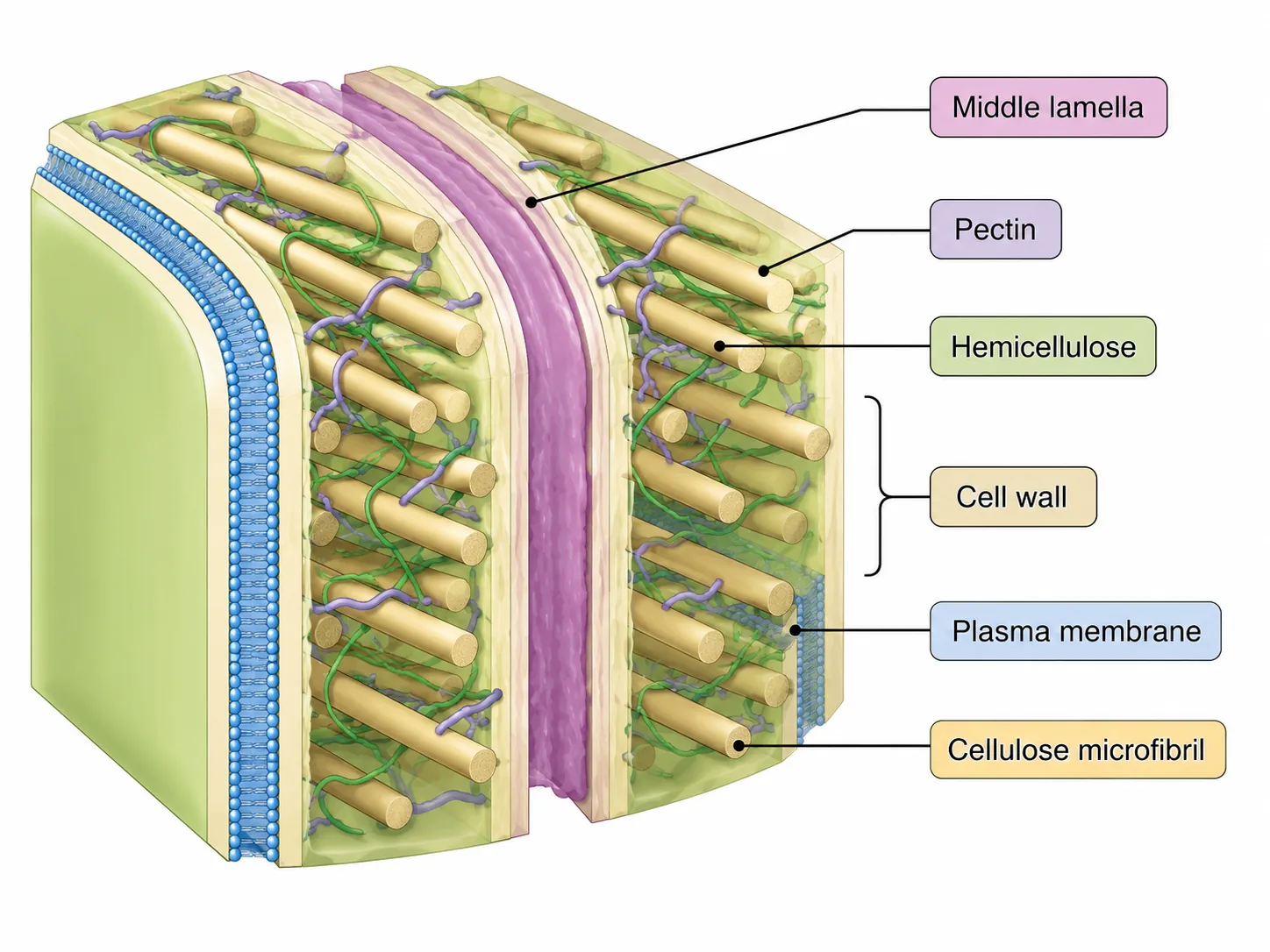 Plant Cell Wall Structure