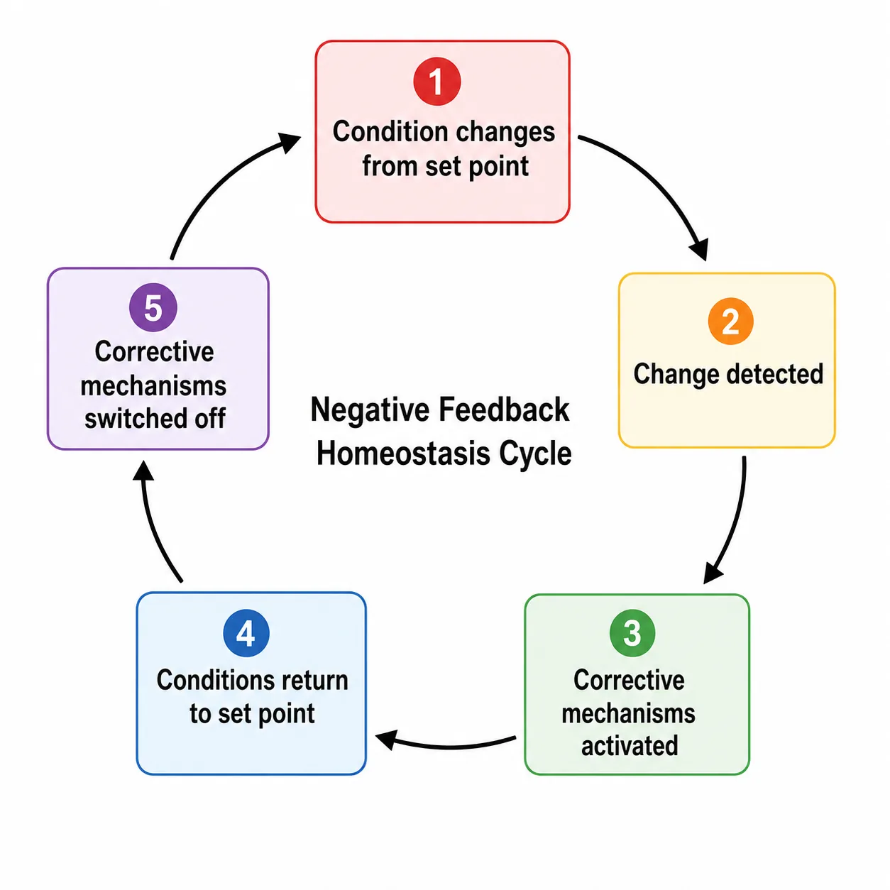 Negative feedback homeostasis cycle