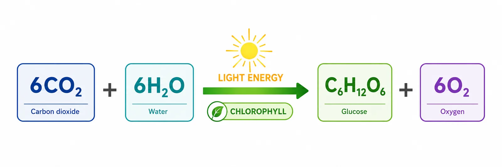 Photosynthesis word/symbol equation