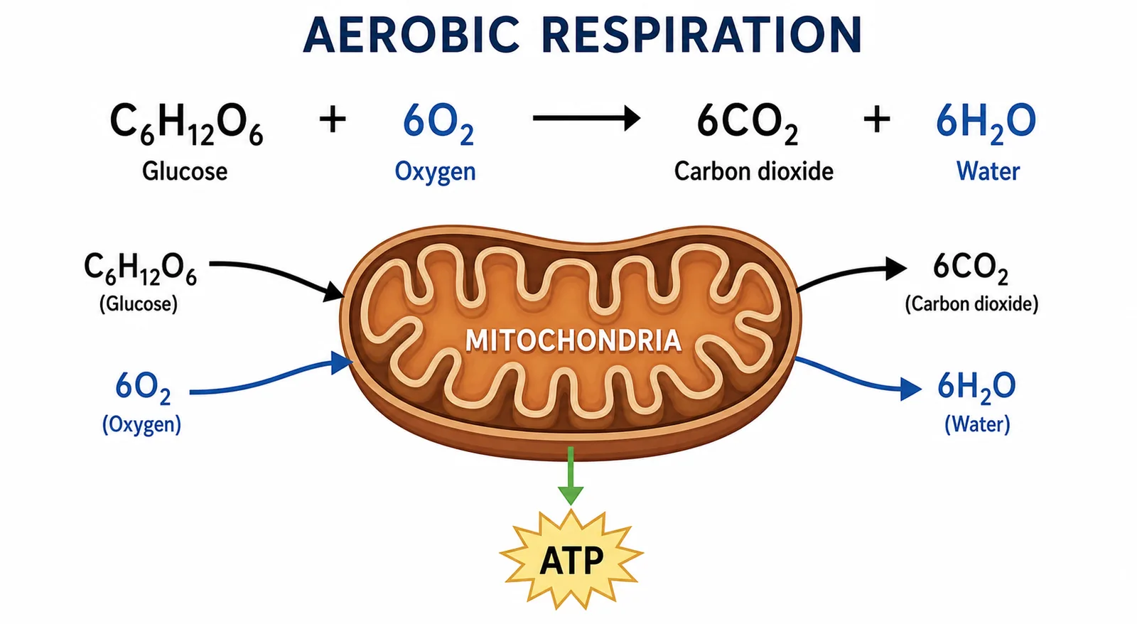 Aerobic respiration in mitochondria with ATP