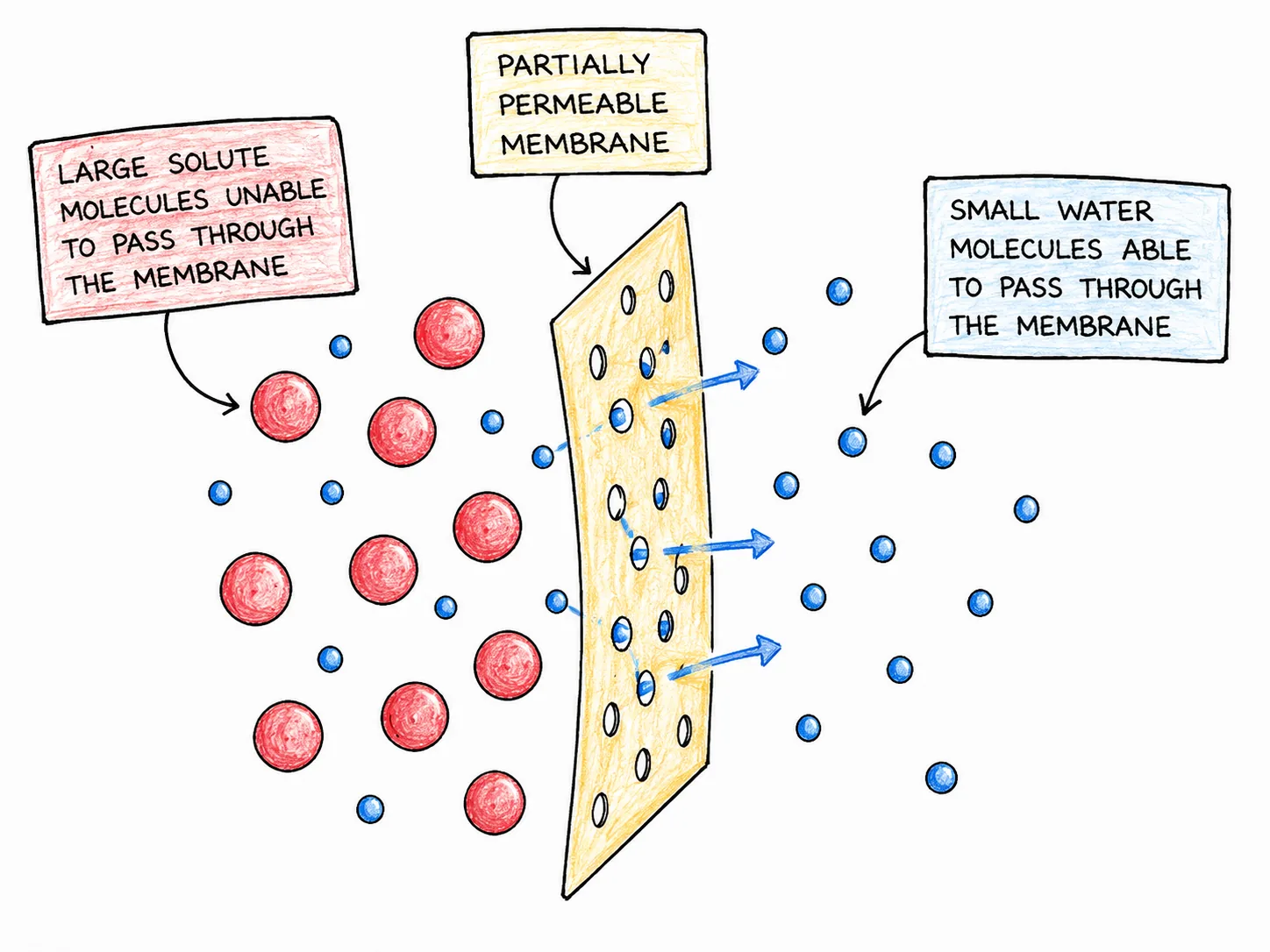 Partially Permeable Membrane