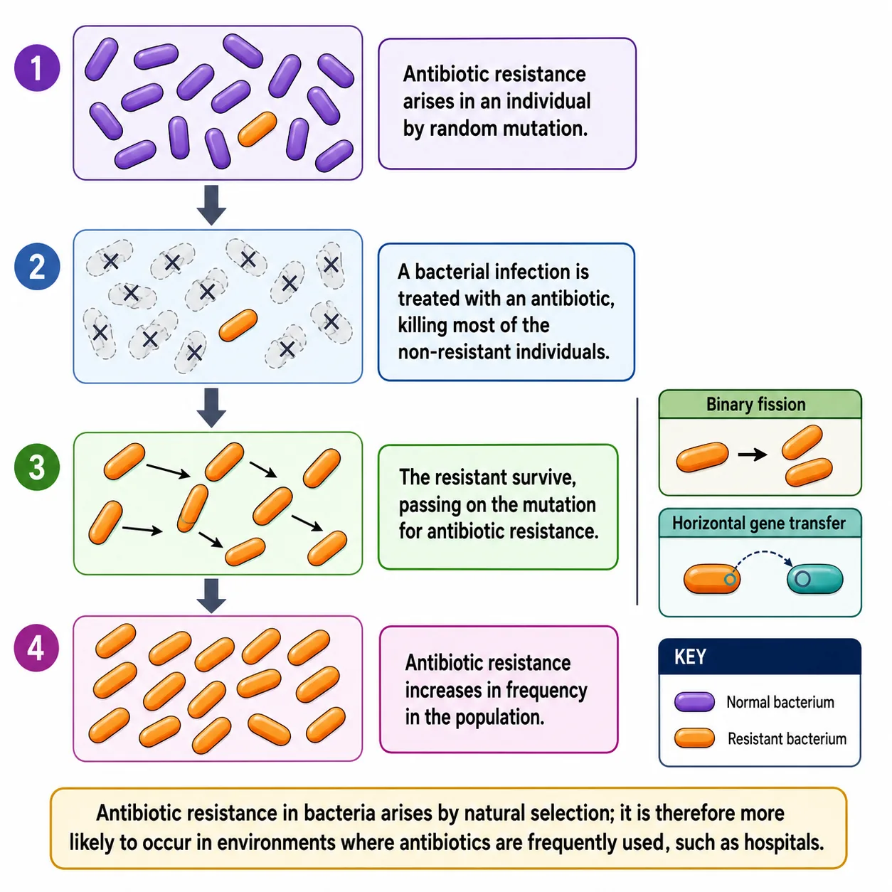 How Antibiotic Resistance Can Spread in the Gut — Animated