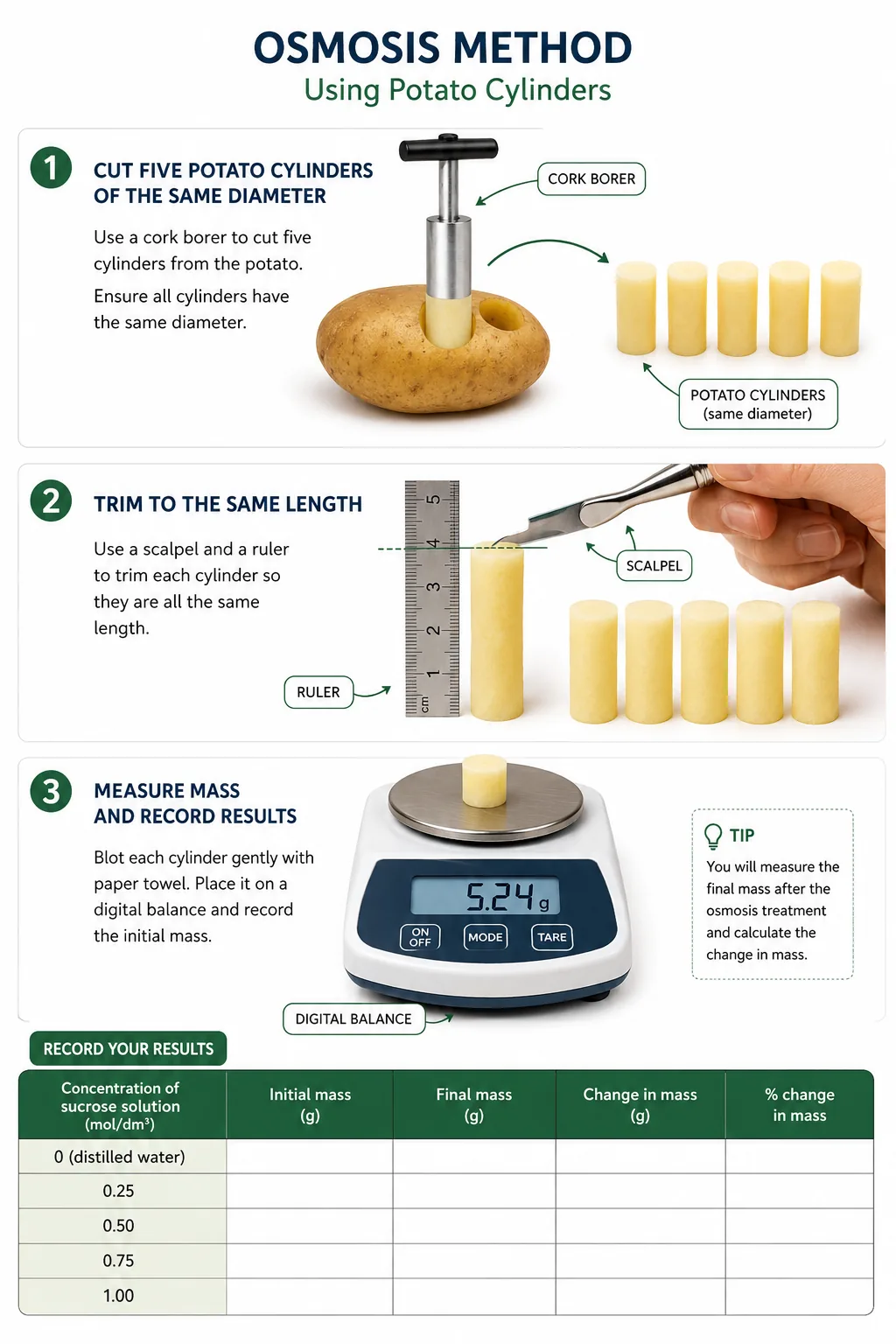 Osmosis method using potato cylinders