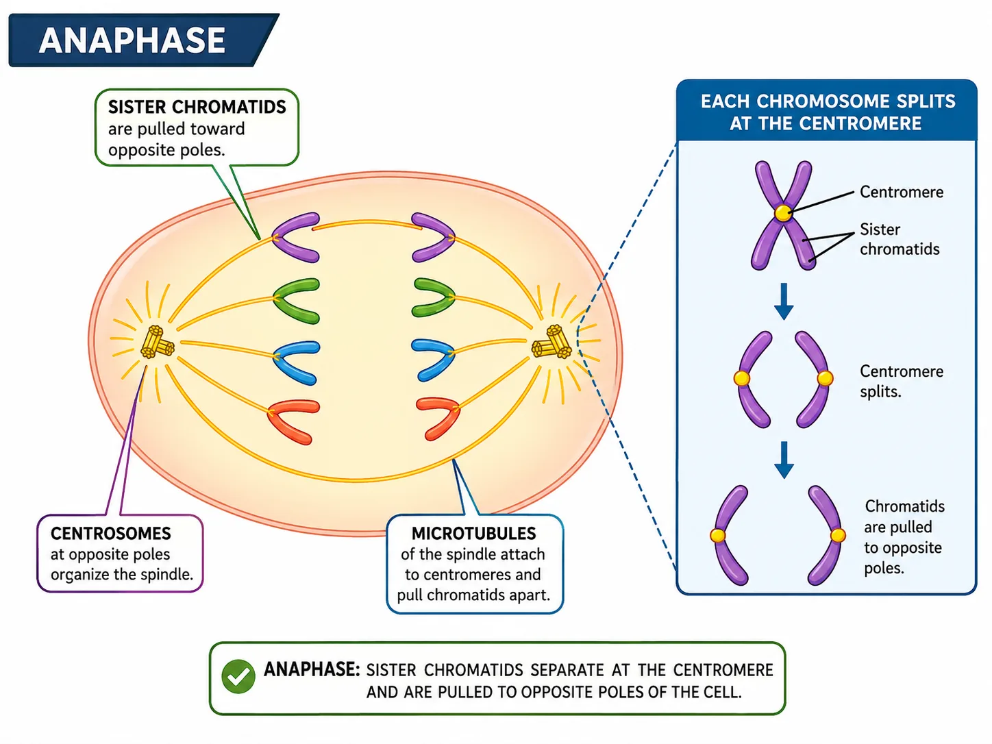 Anaphase Simulation